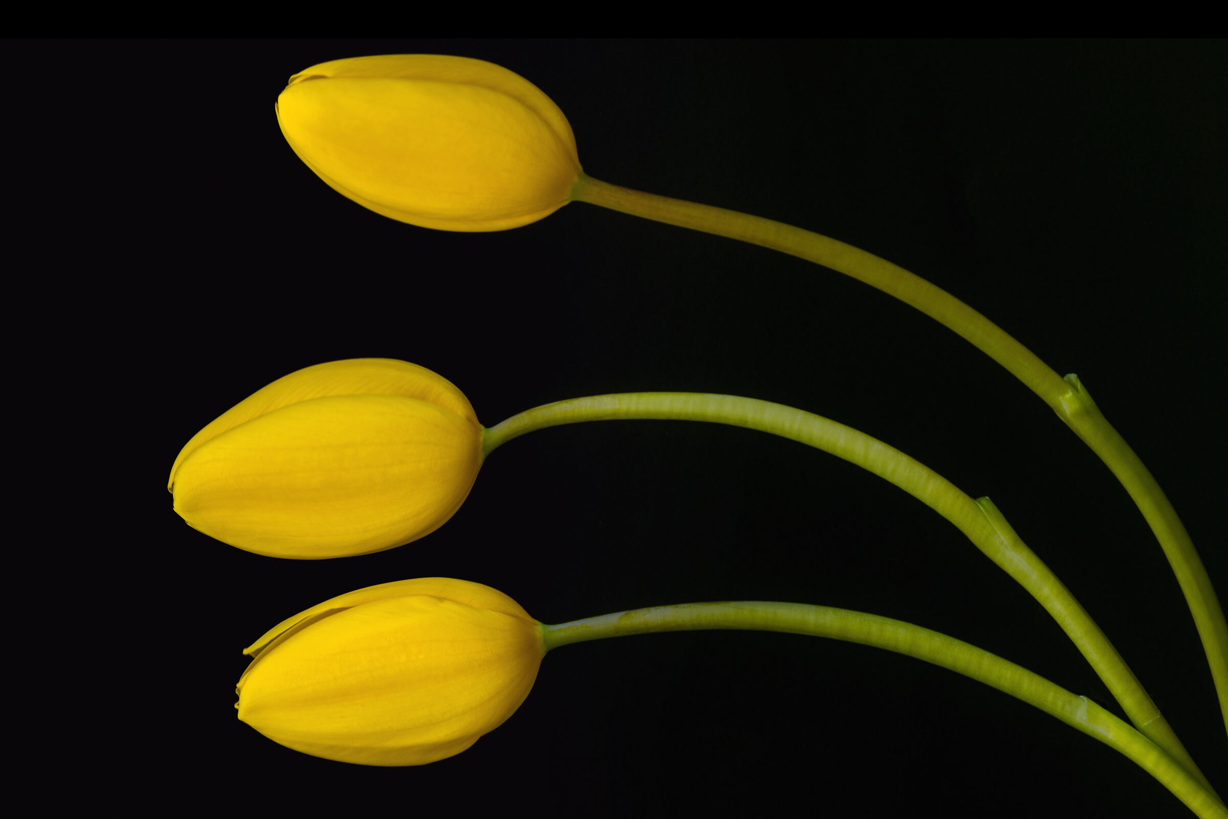 Tulipani