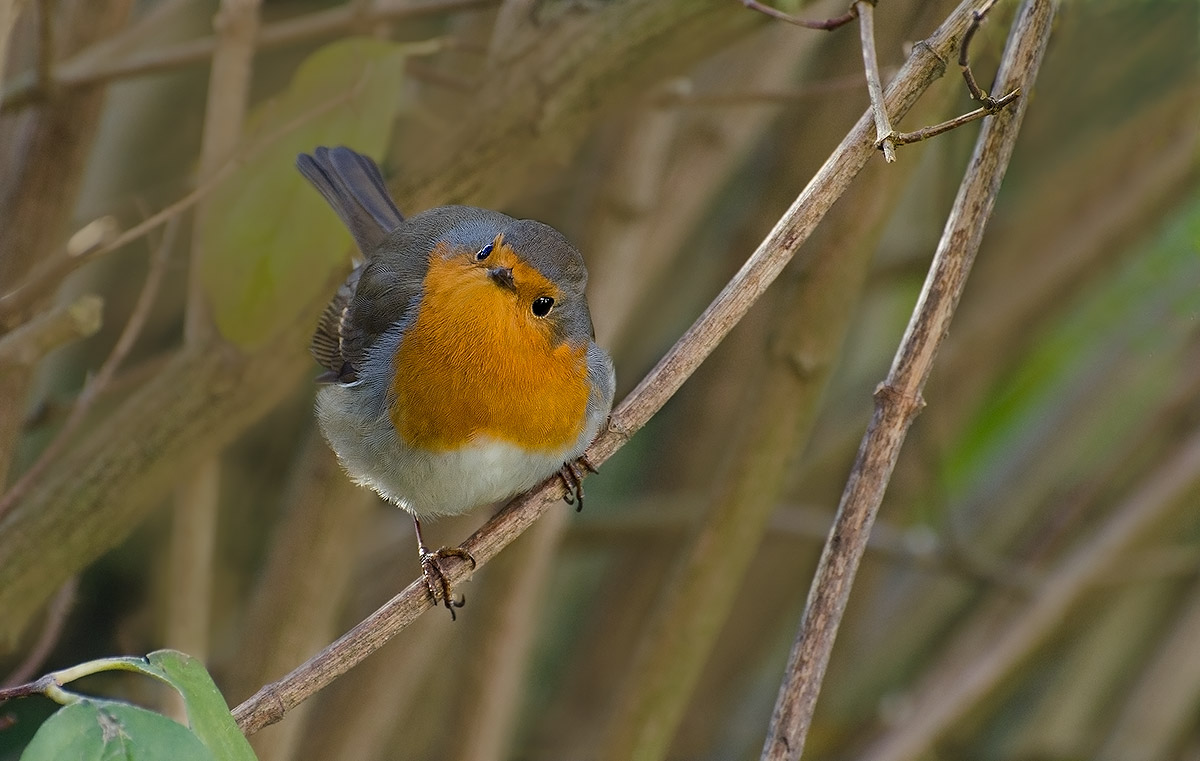 Io sono un simpatico.