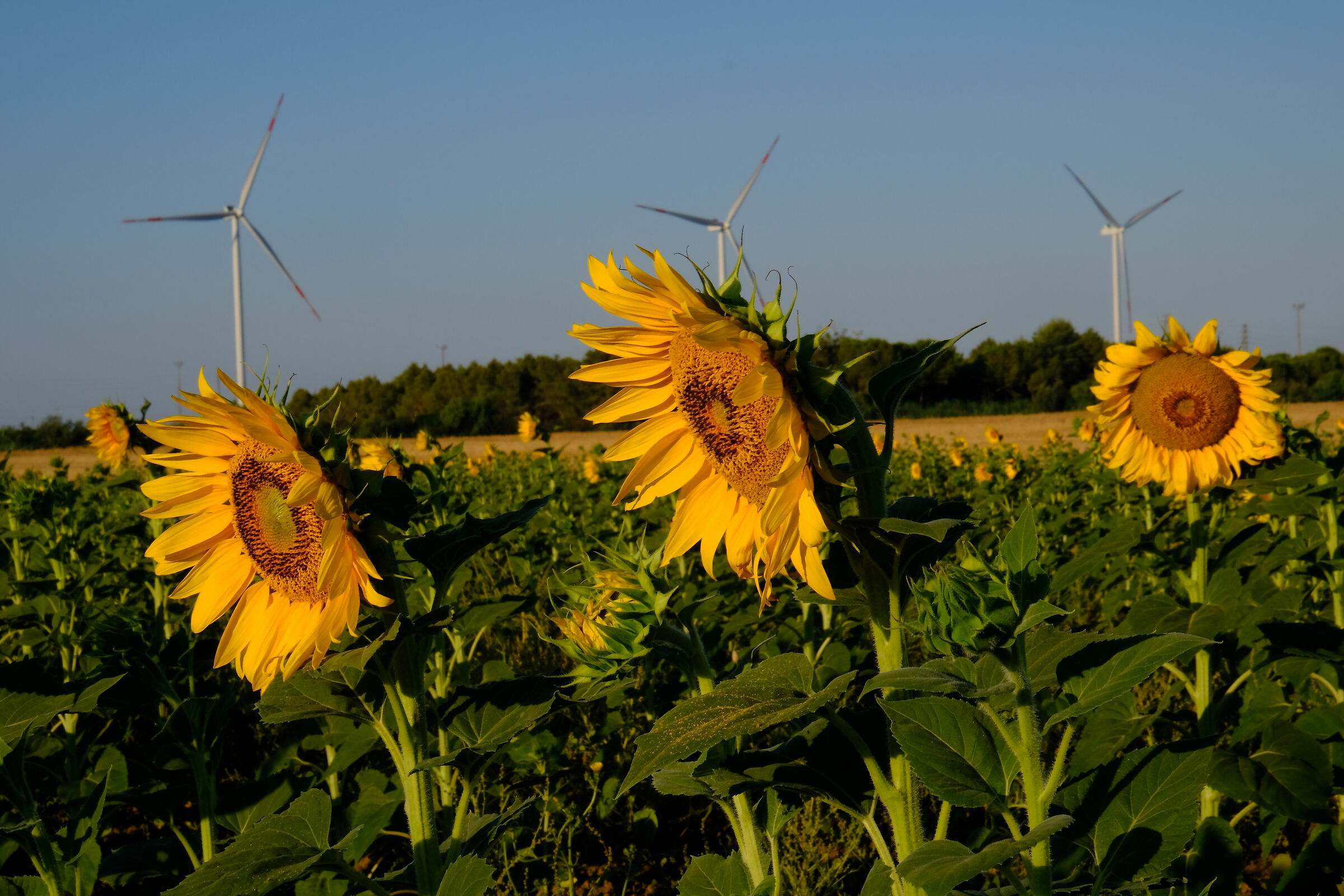 Sunflower, sunflower...