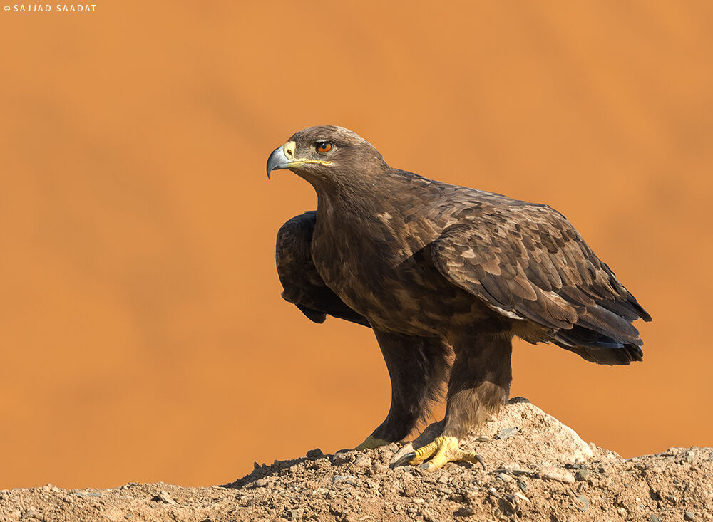 steppe eagle