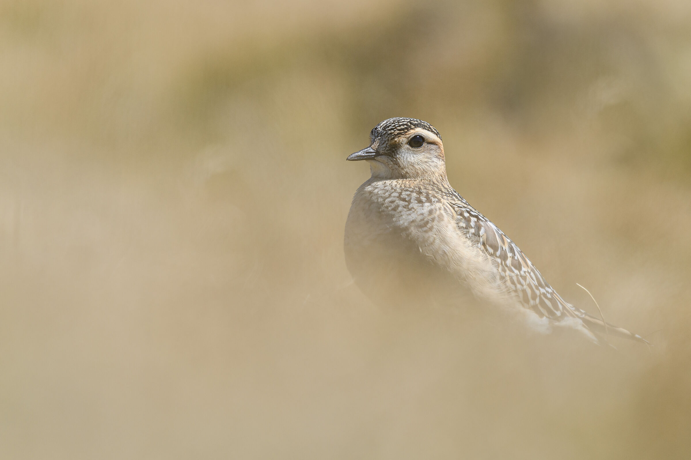 piviere totolino (2)