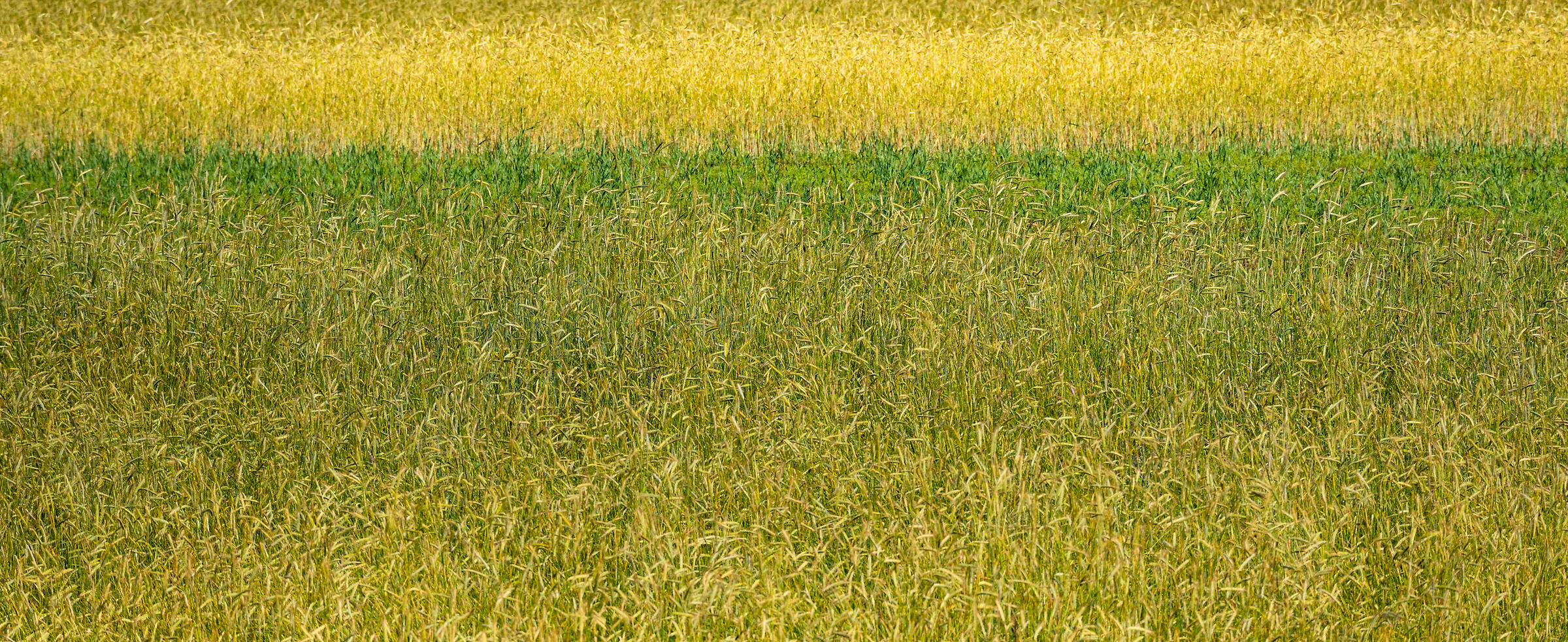 Castelluccio - Sibillini