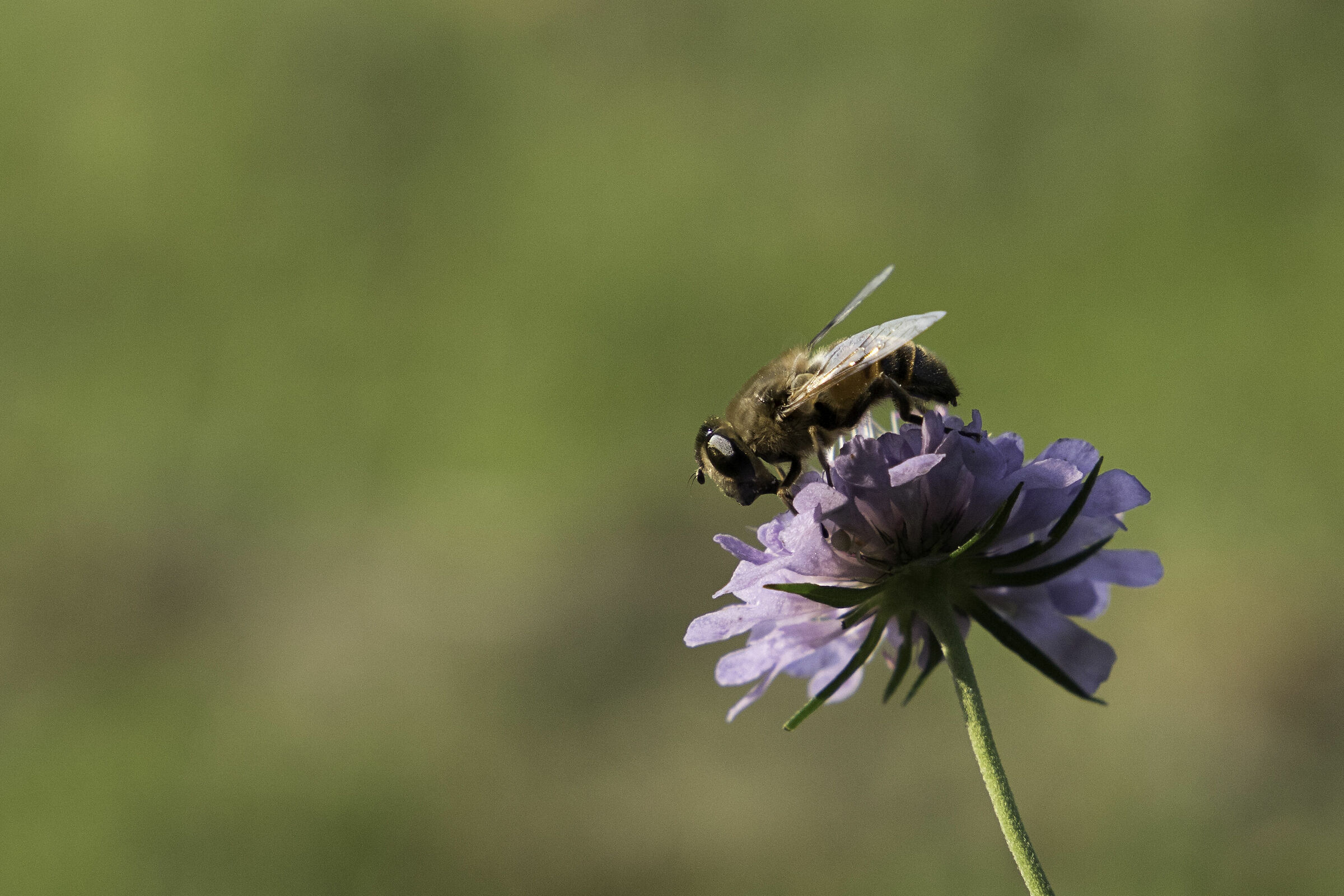Quanto è grande il mondo