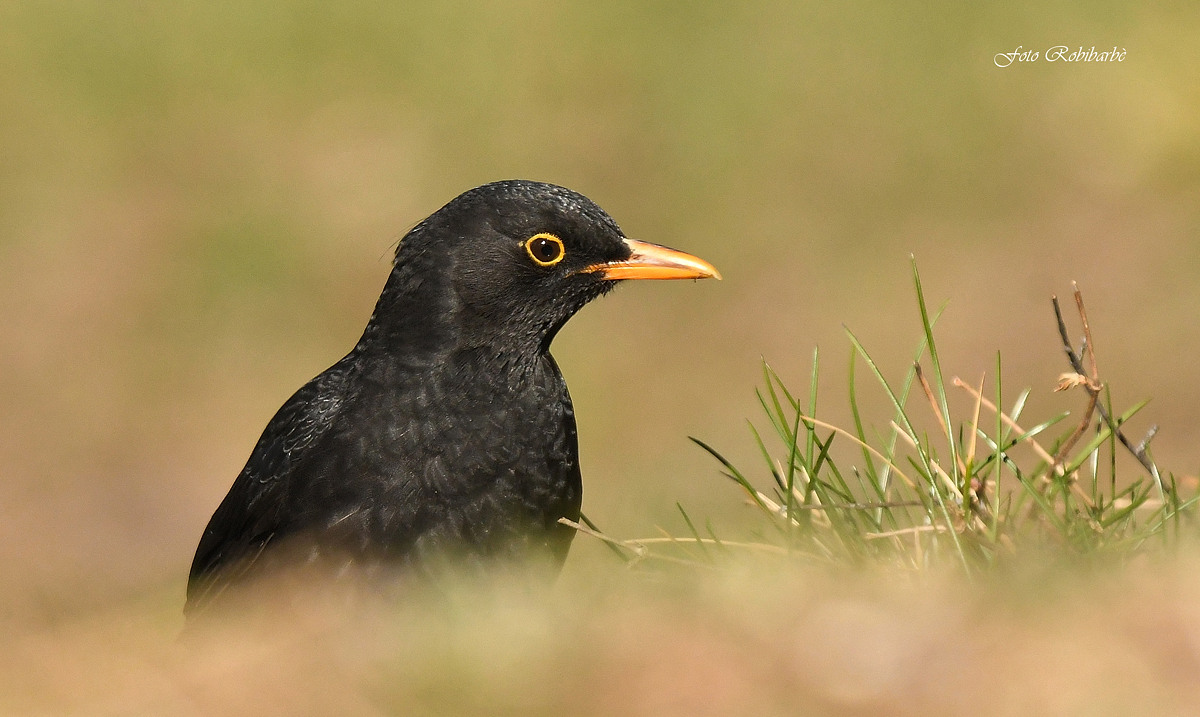 Half... blackbird...