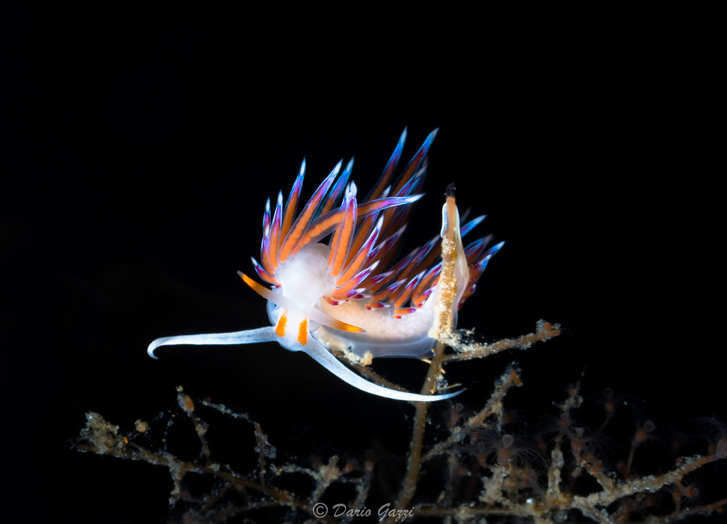 Flabellina Hervia