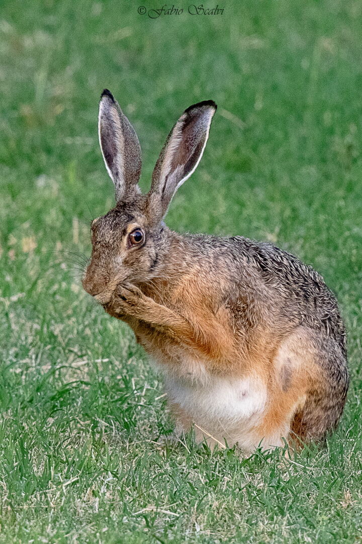Common hare