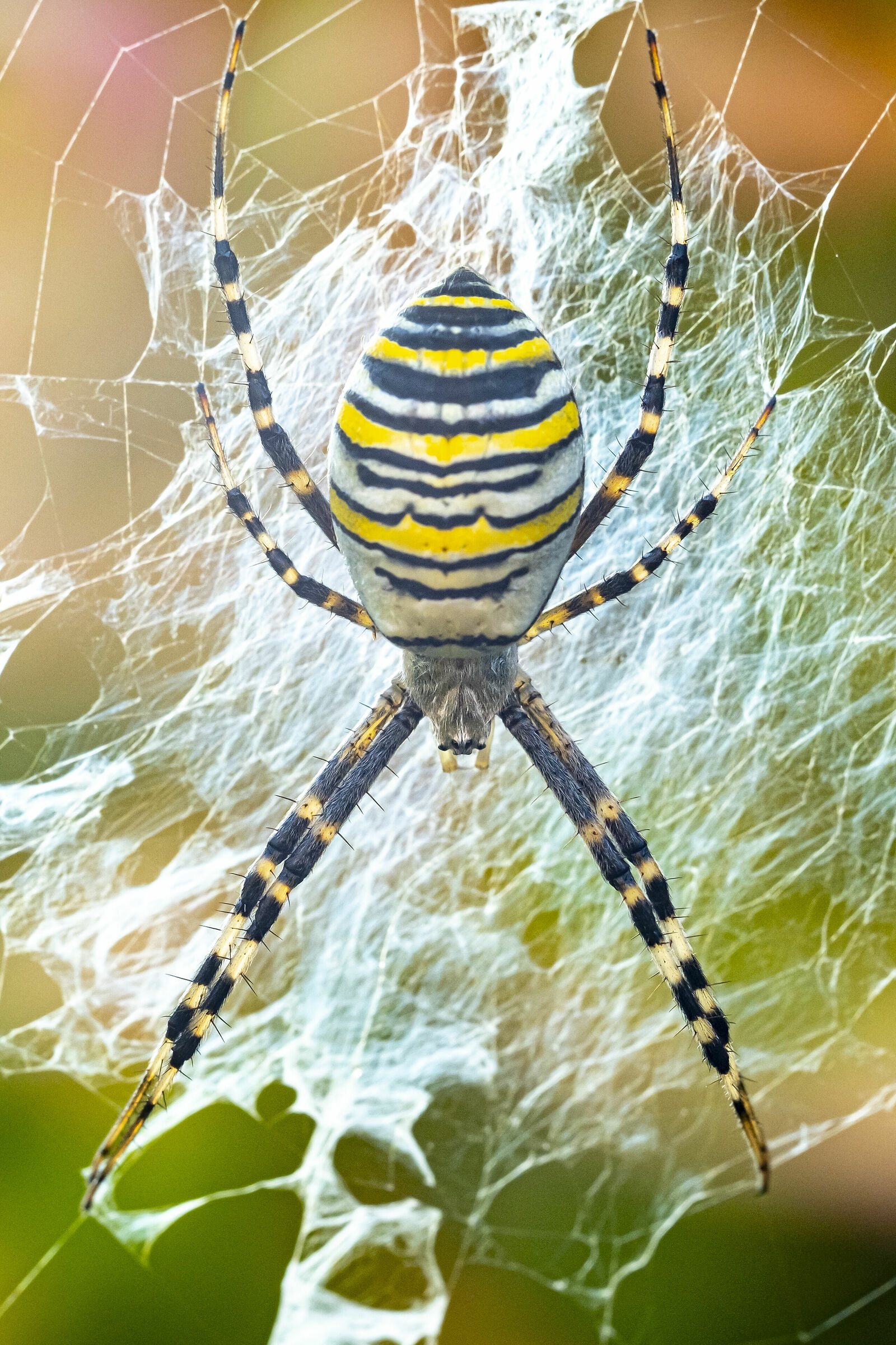 Wasp spider