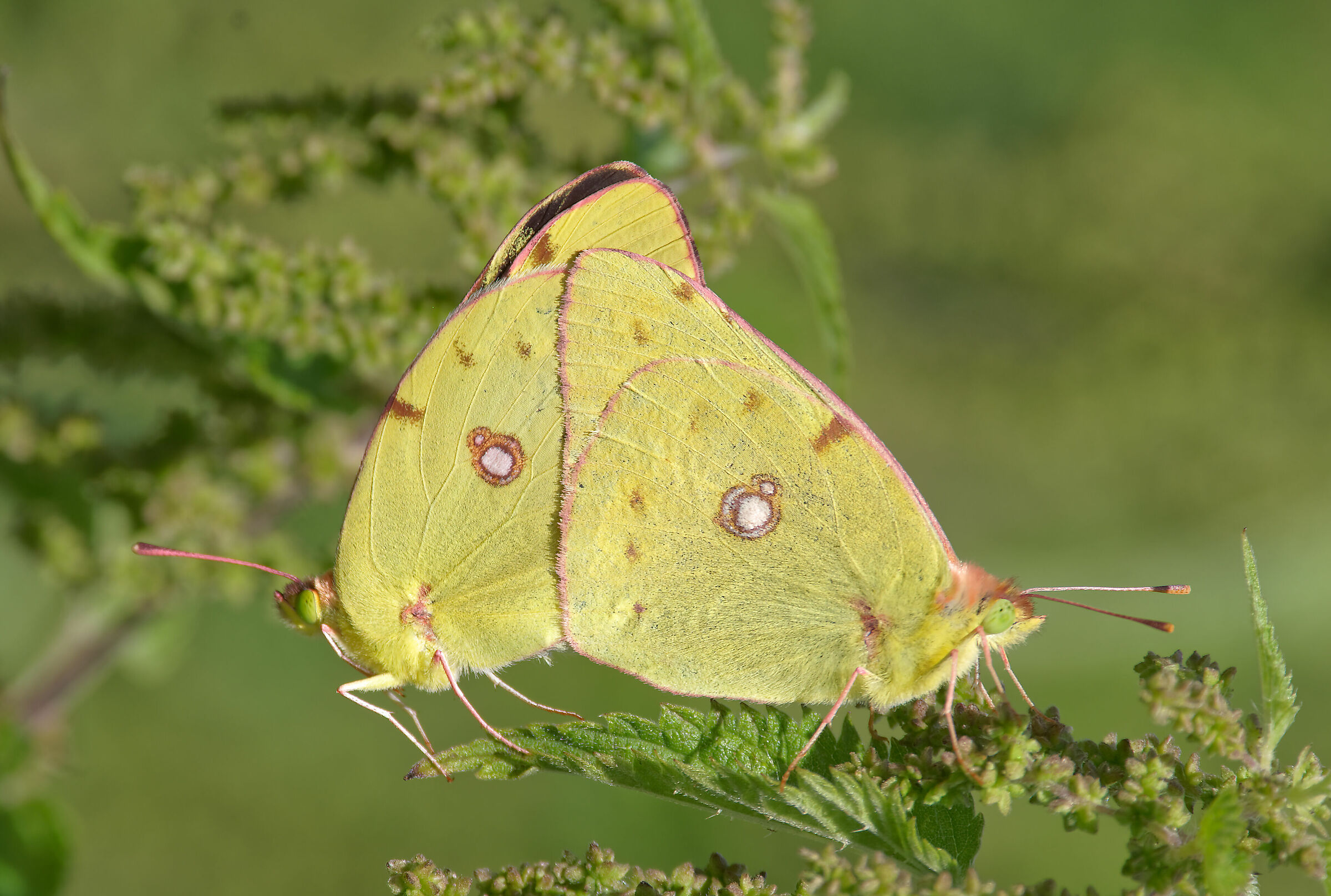 Colias Cross Mating