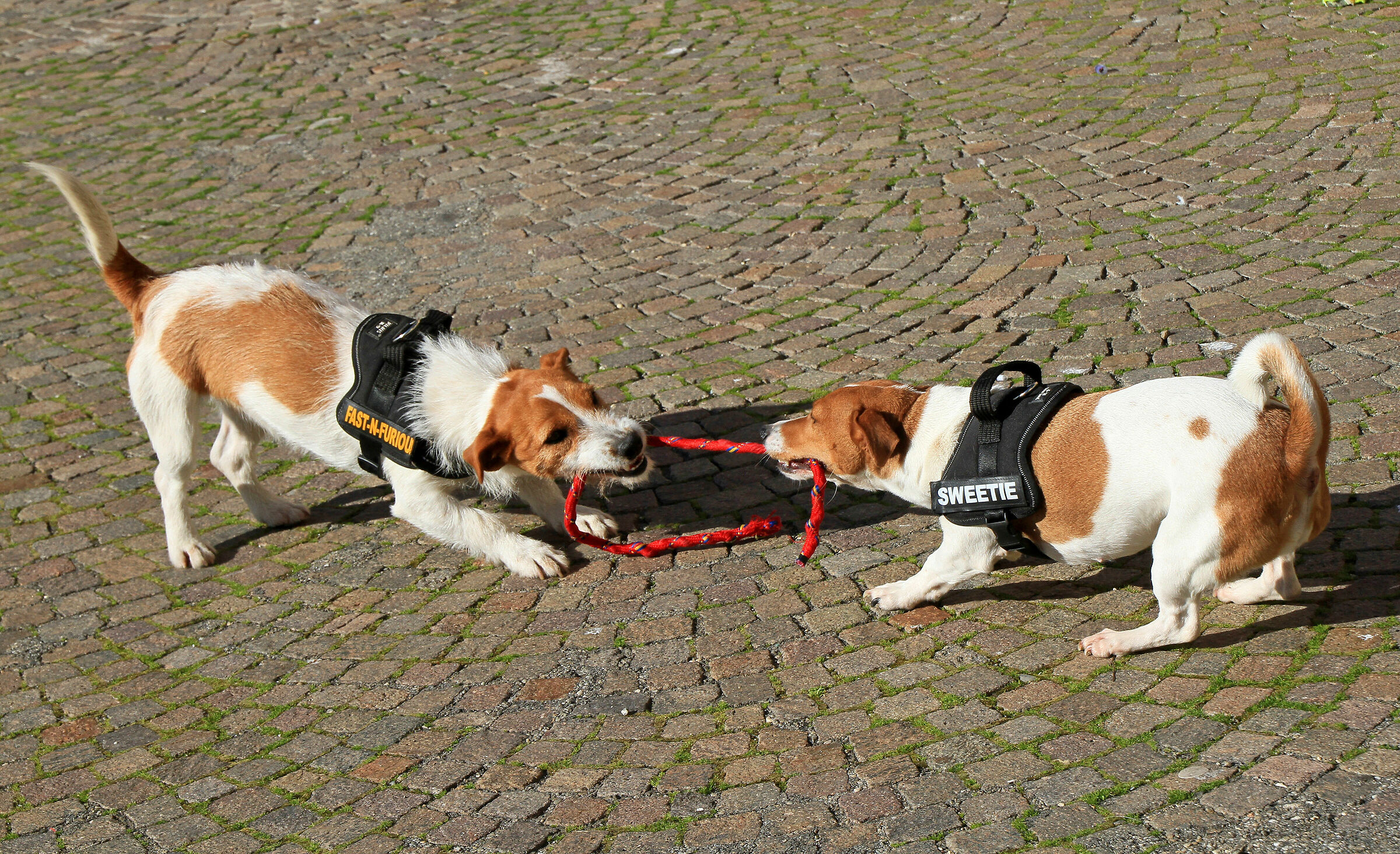 Divergenze  fra Jack Russel ......