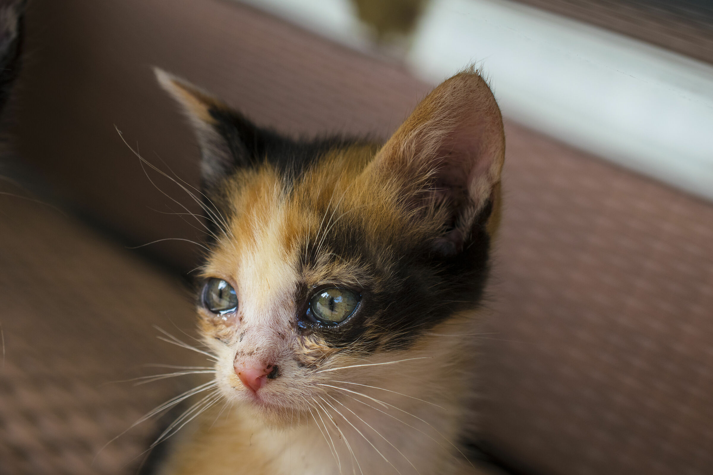 kitten