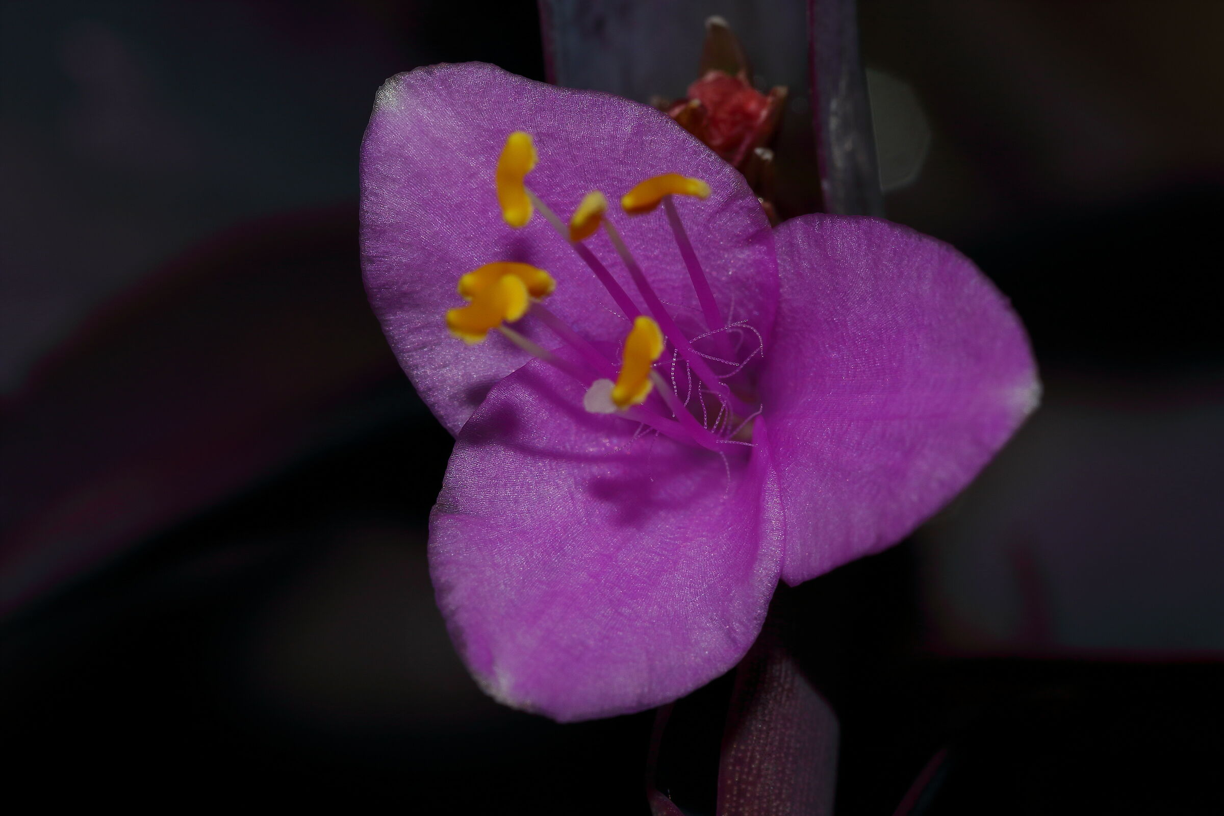 Tiny flower