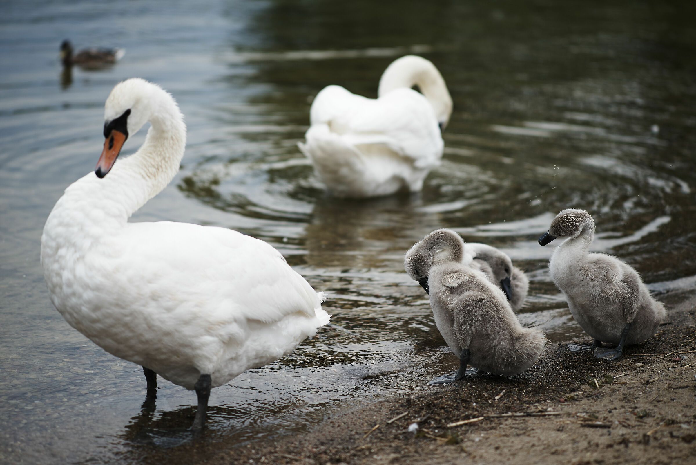 Den grimme ælling del1
