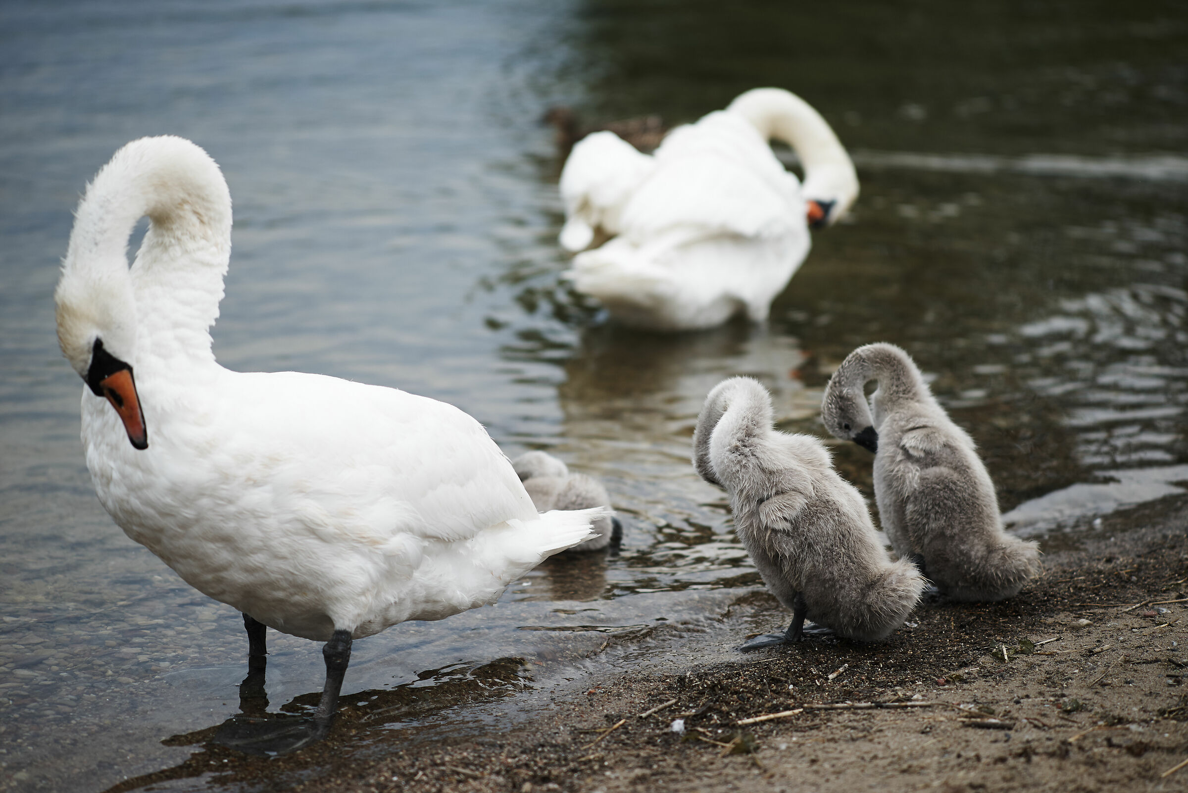 Den grimme ælling del 2