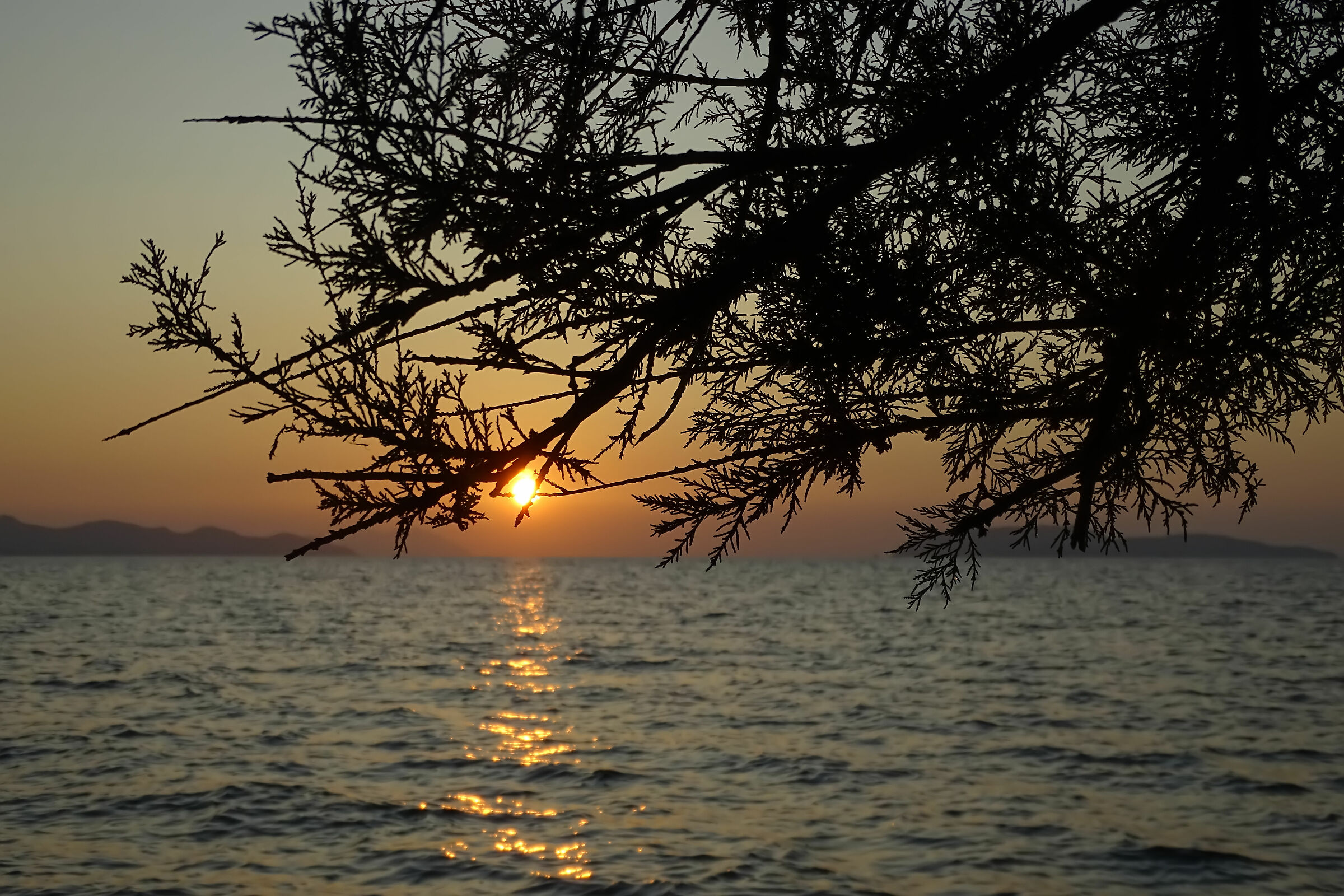 Sunset over the branches