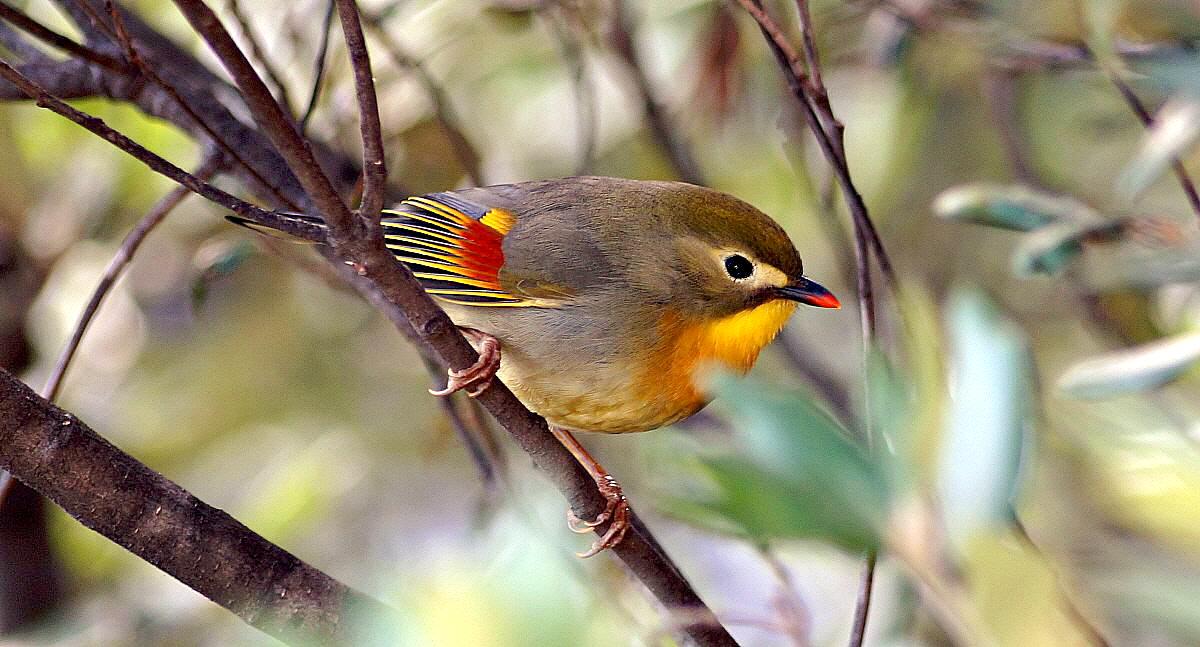 Un'amico dal Giappone