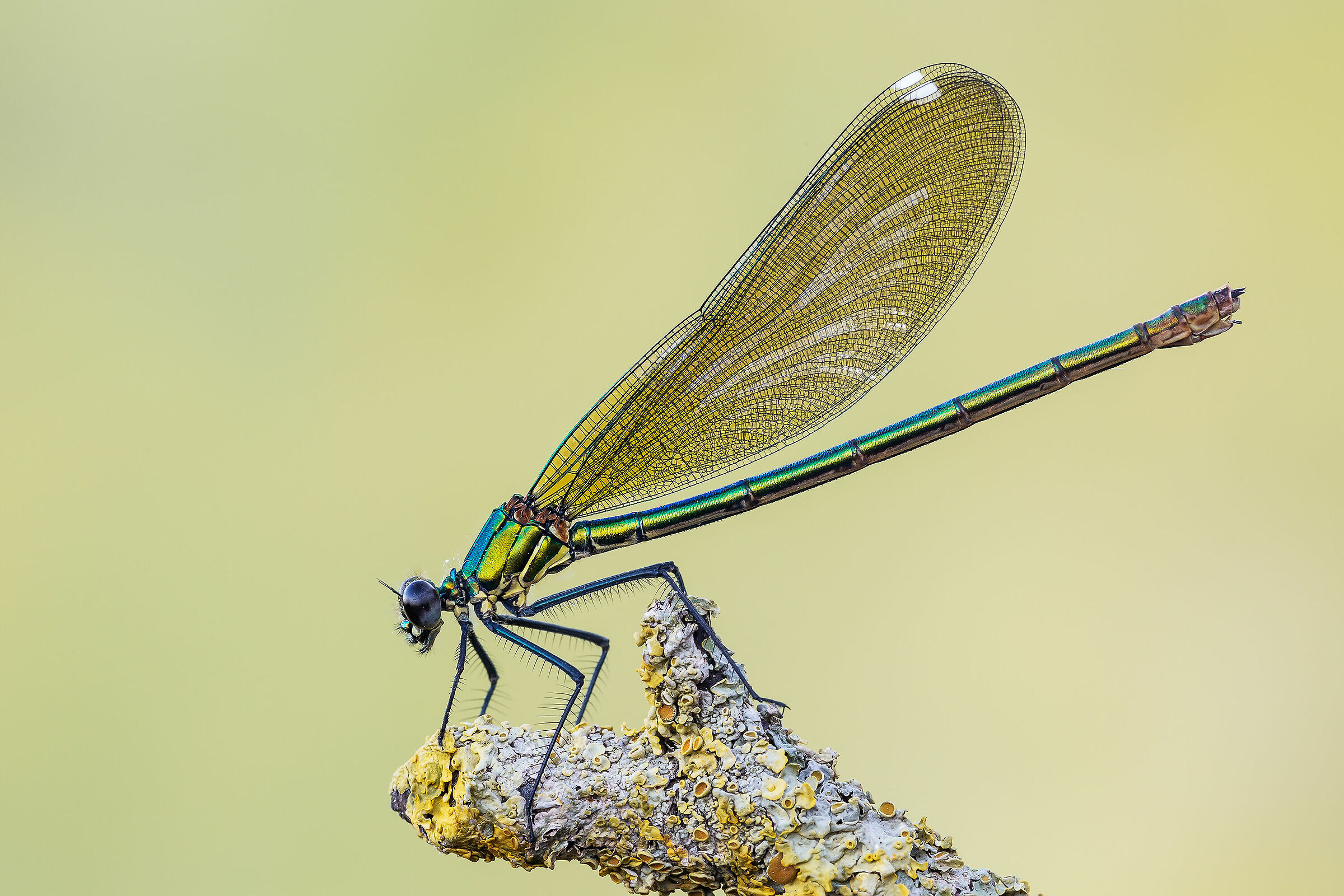 Calopteryx