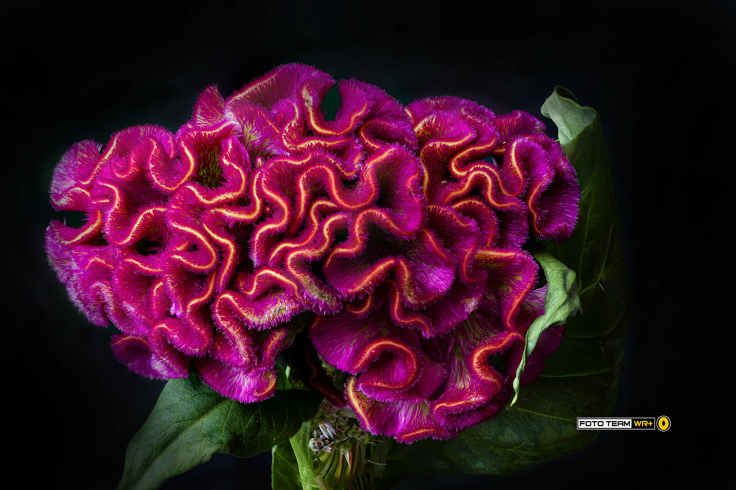 Celosia
