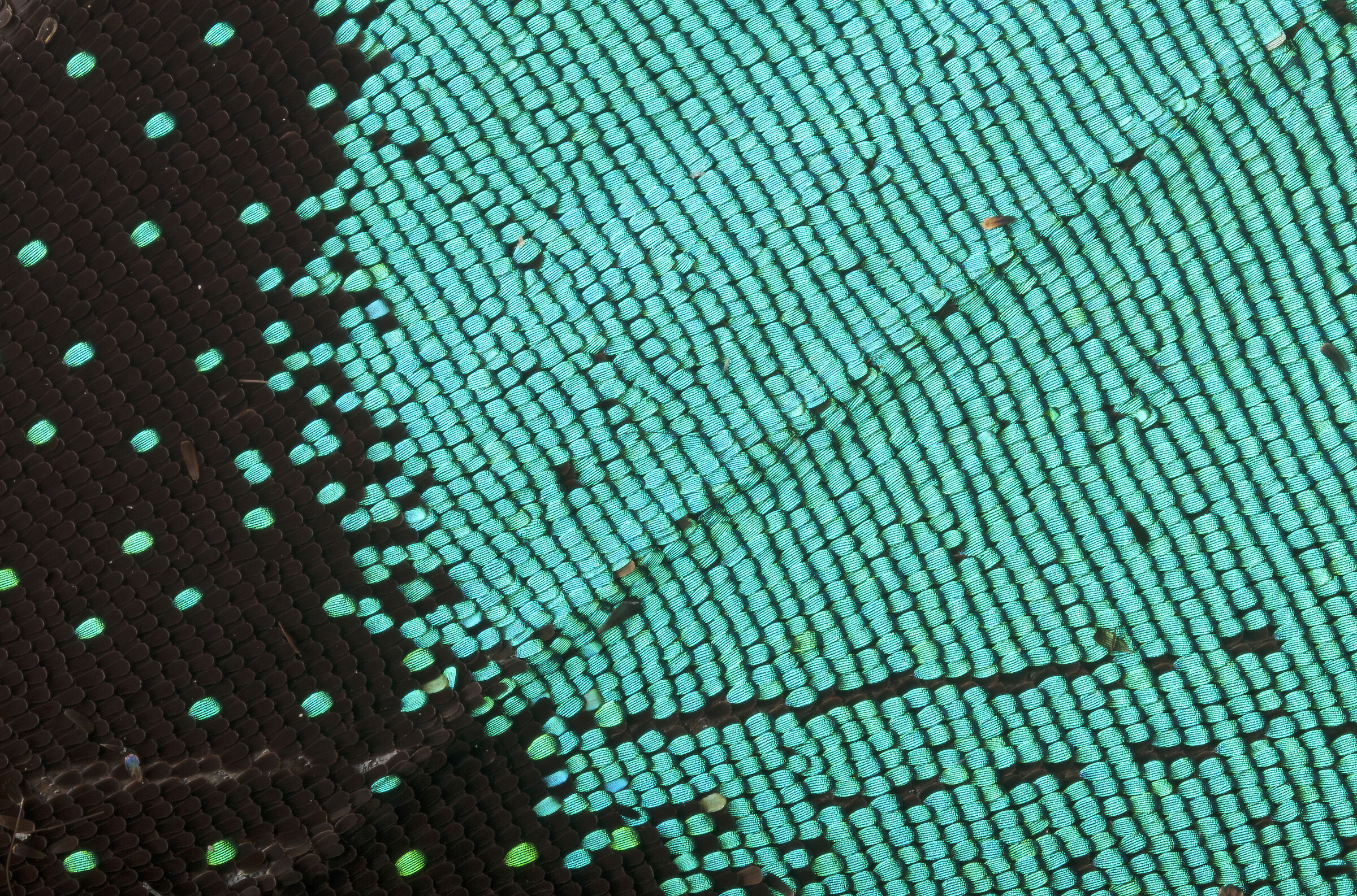 Blue Mountain Swallowtail