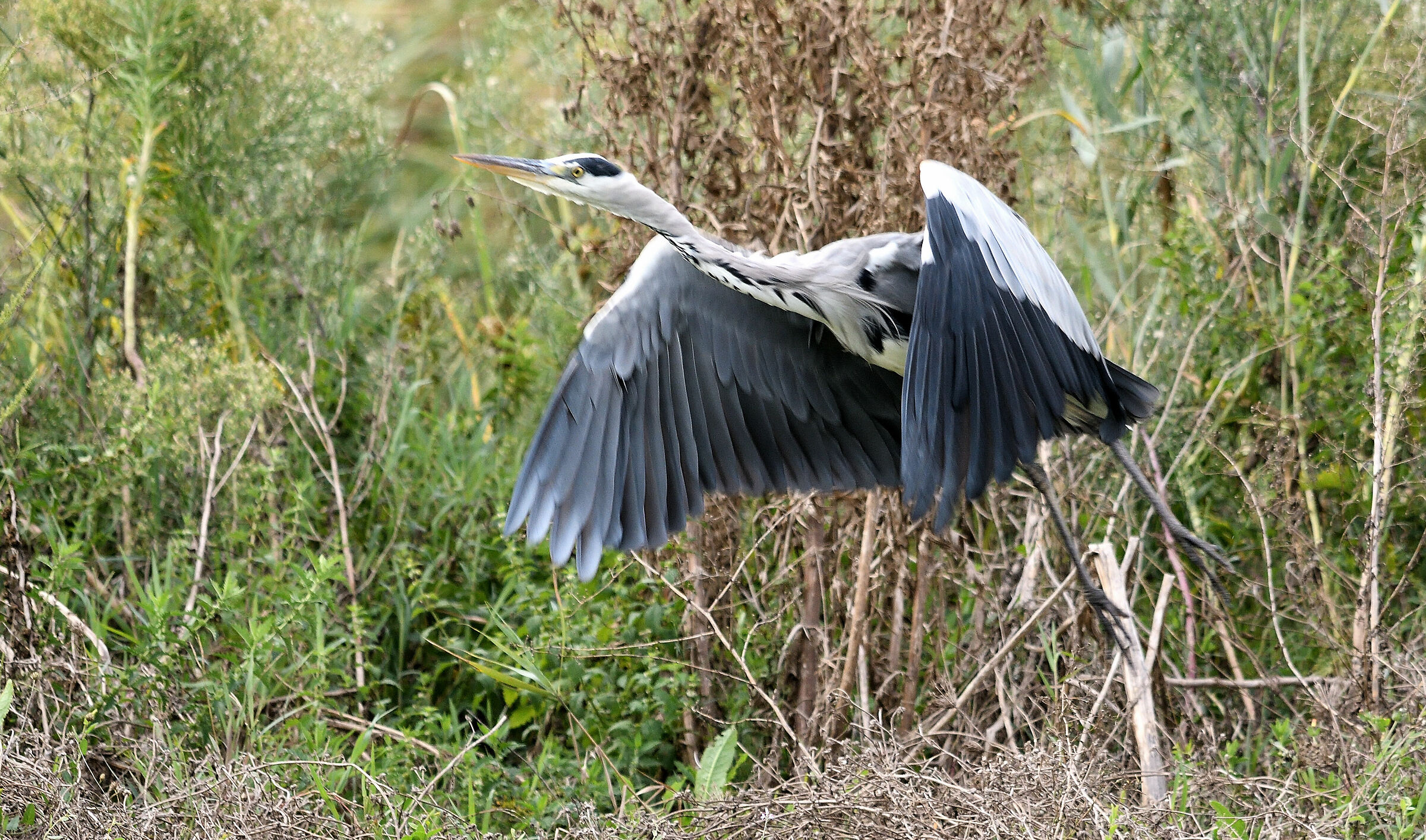 the detachment of the heron