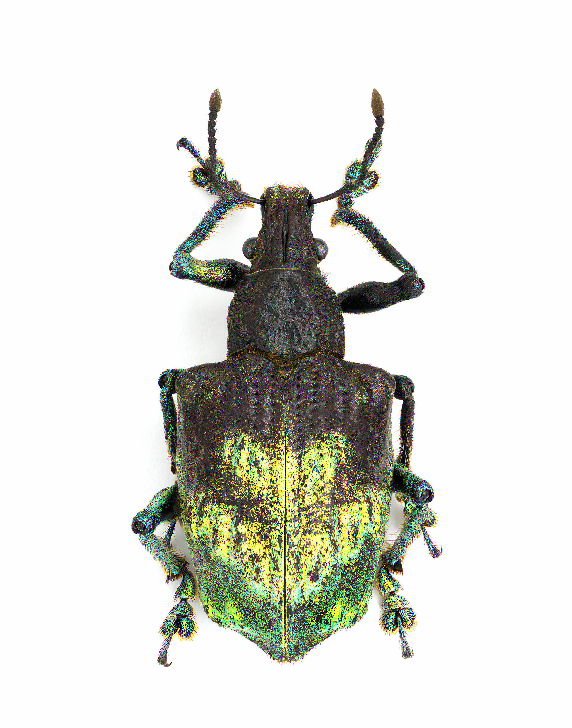 Lamprocyphus augustus