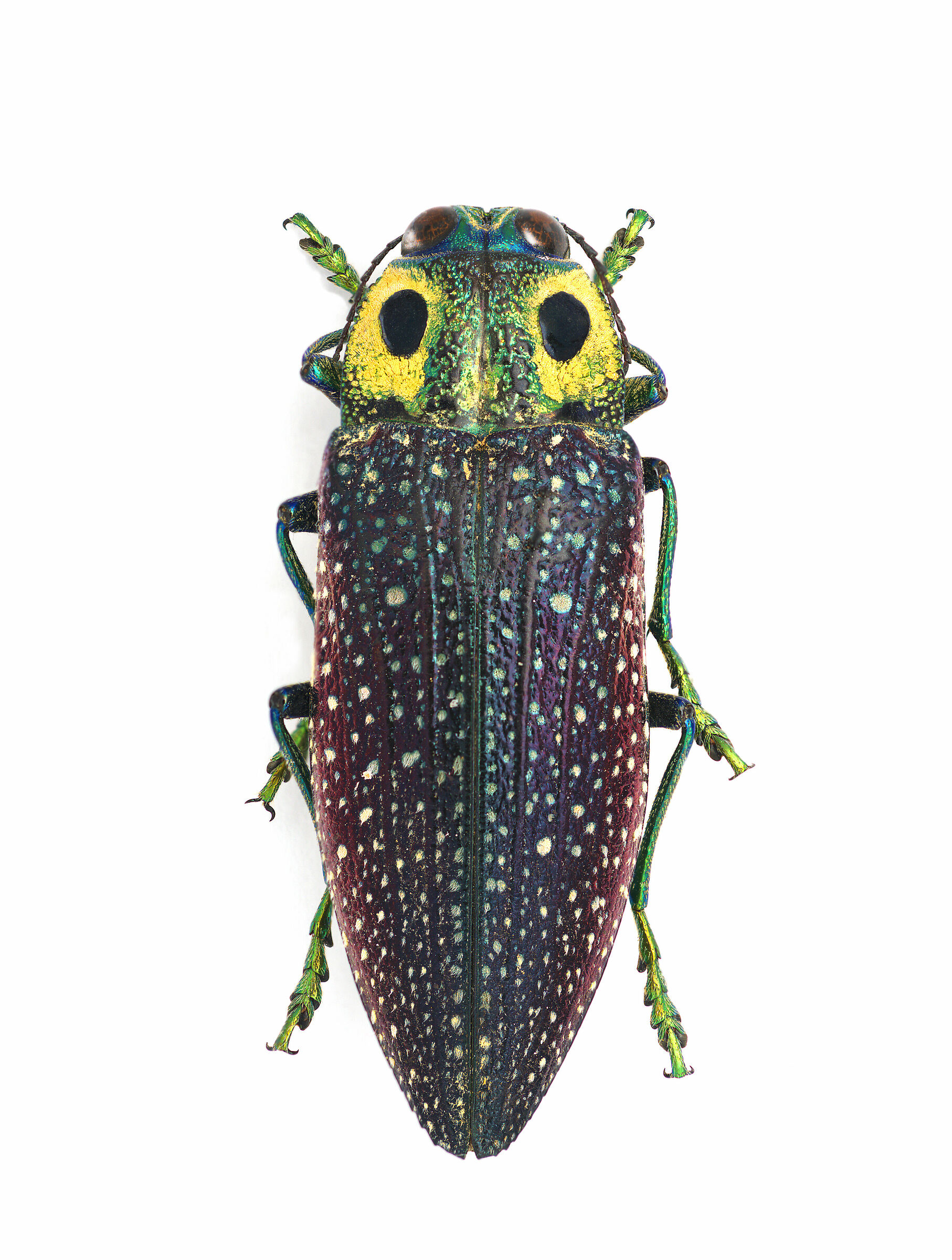 Lampropepla rotschildi