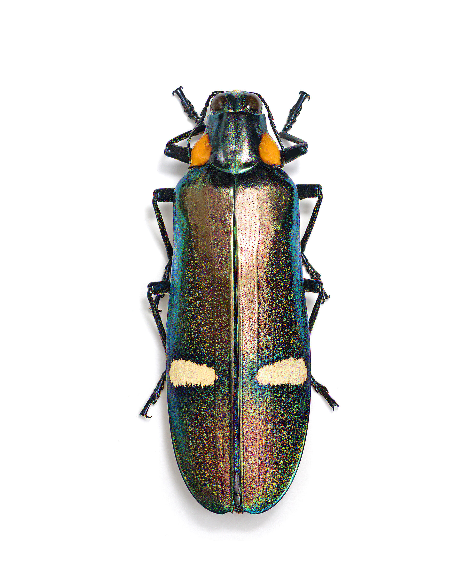 Megaloxantha nigricornis