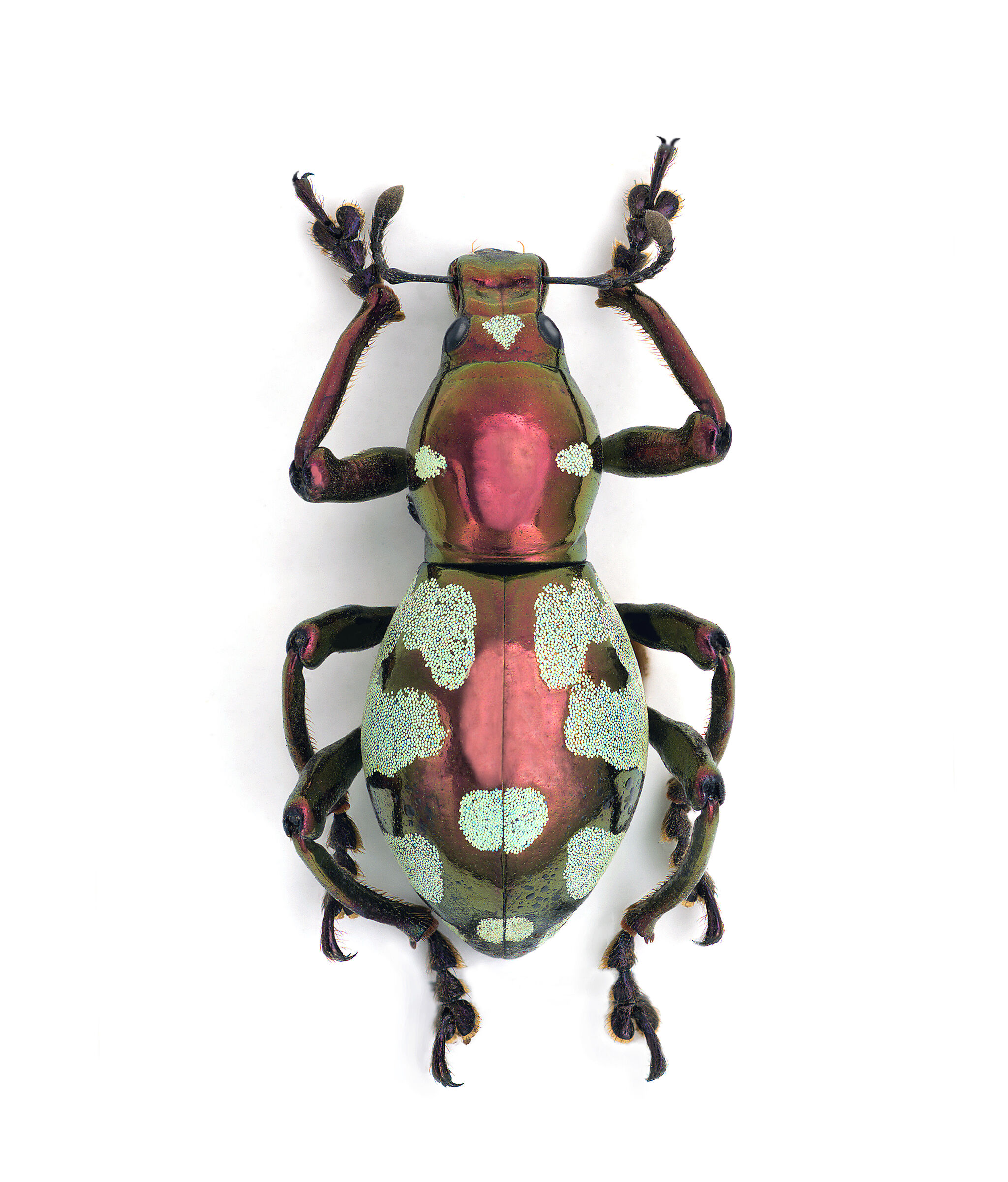 Pachyrrynchus purpureus