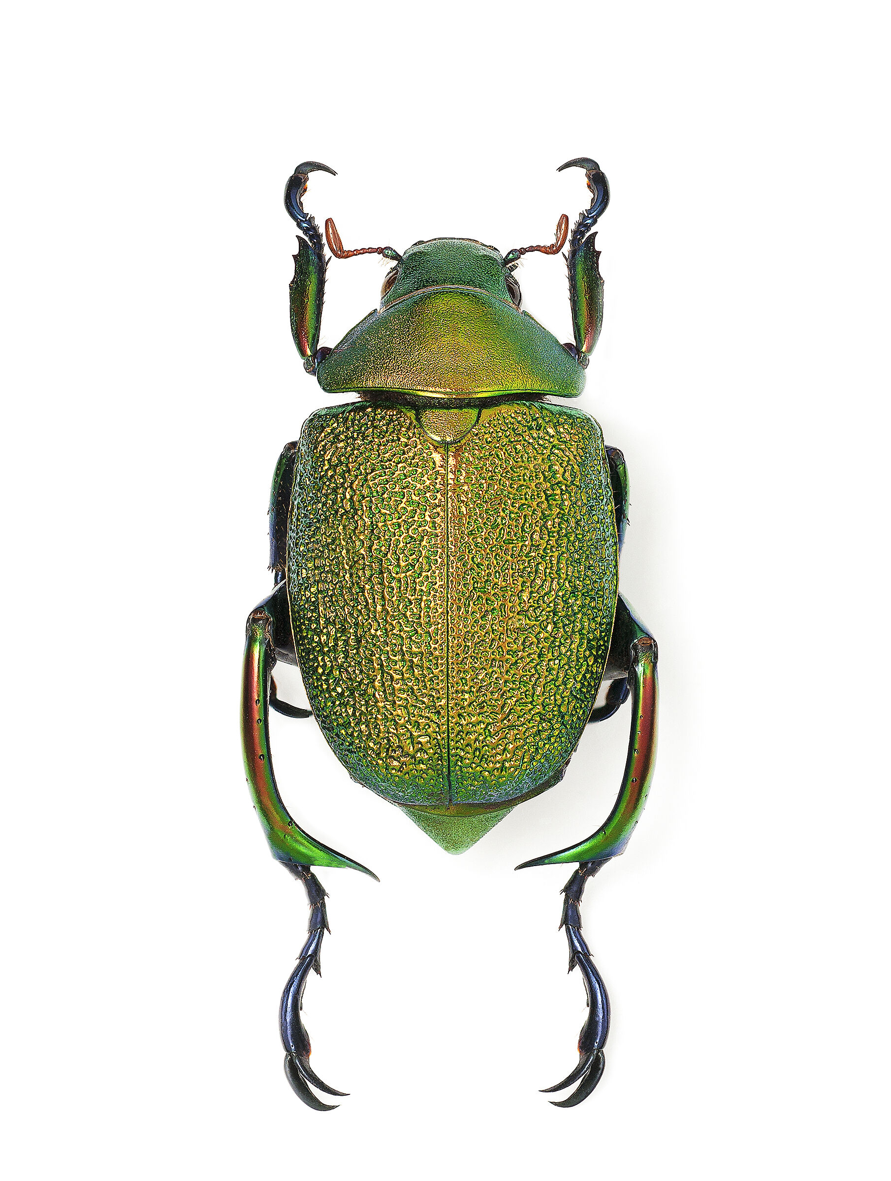 Pelidnota chrisochlora