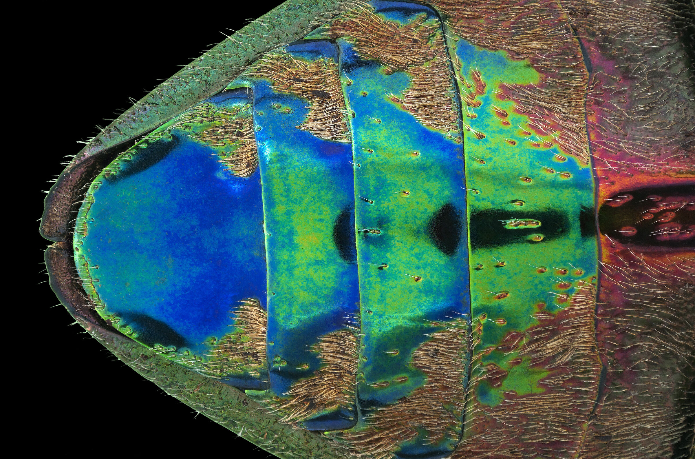 Polybothris sumptuosa gema