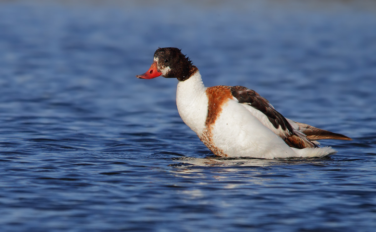 shelduck