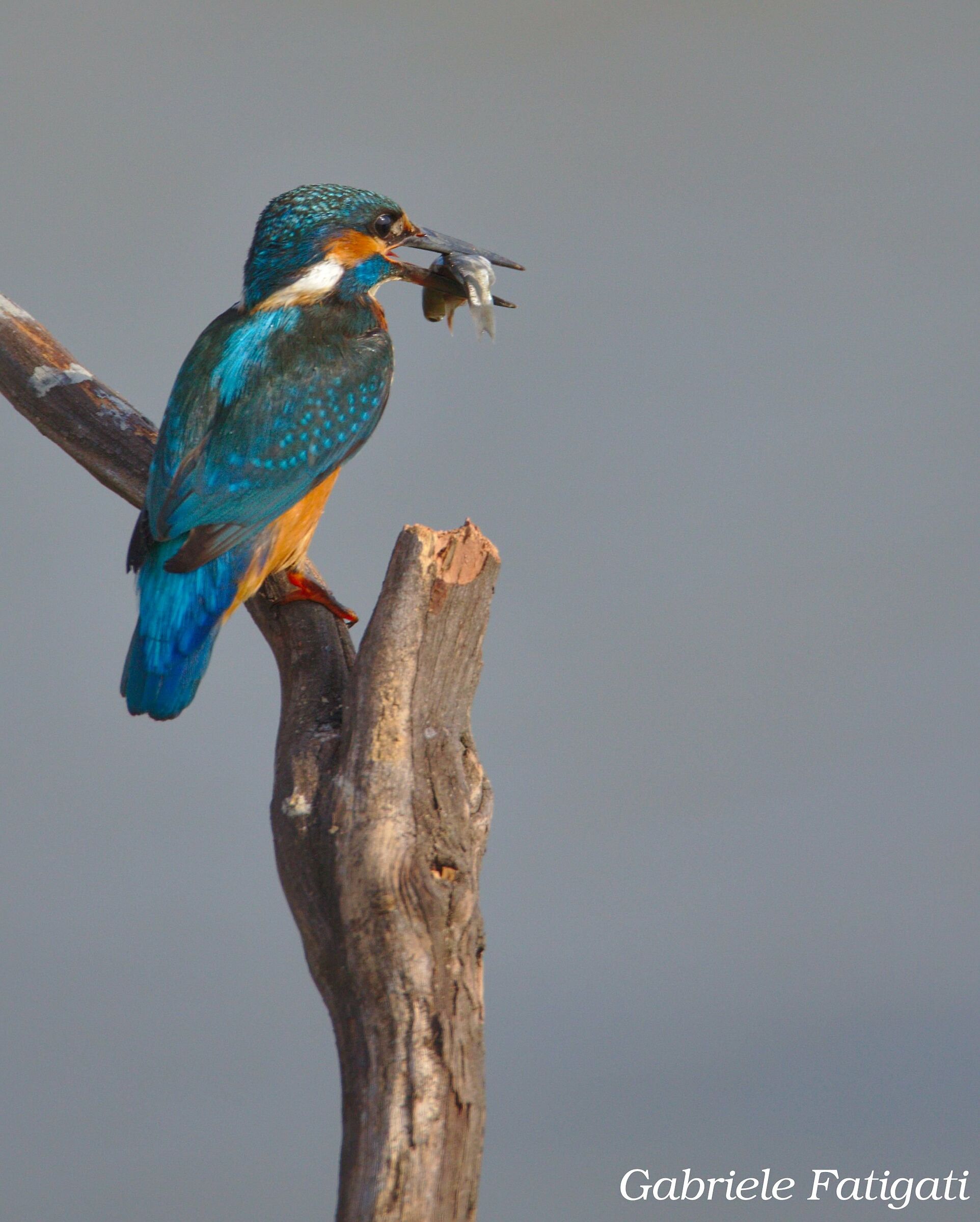 Martin fisherman with prey