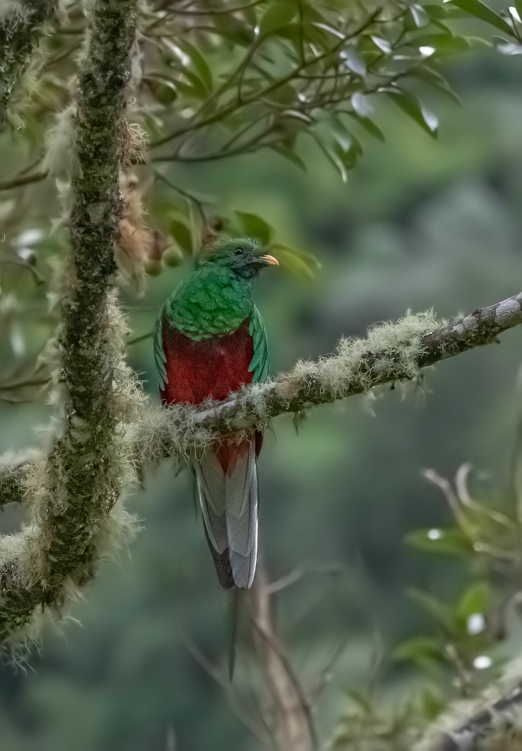 quetzales