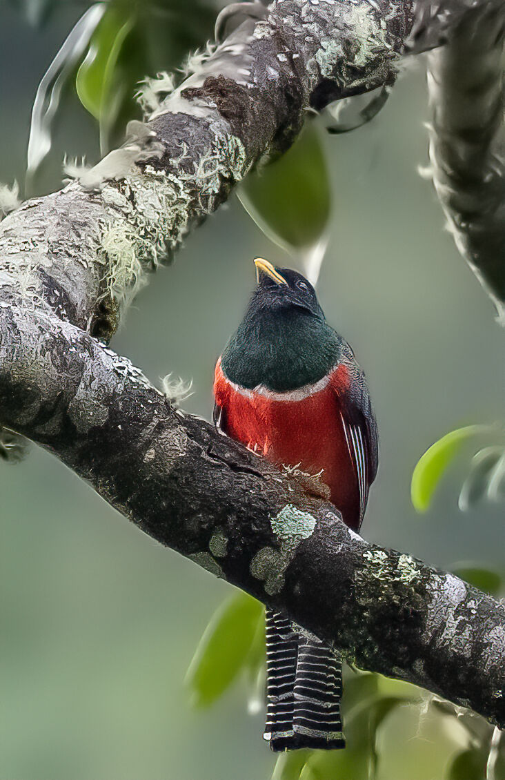trogon colored forte crop