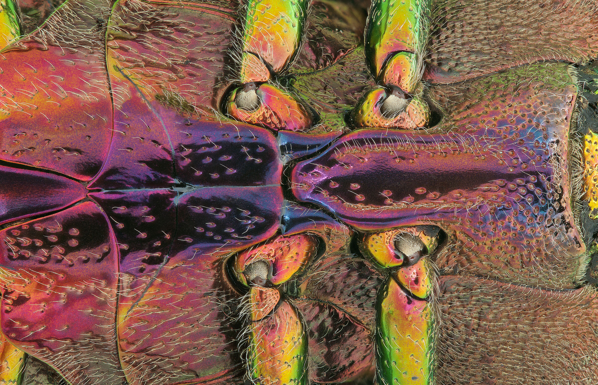 Polybothris quadricollis