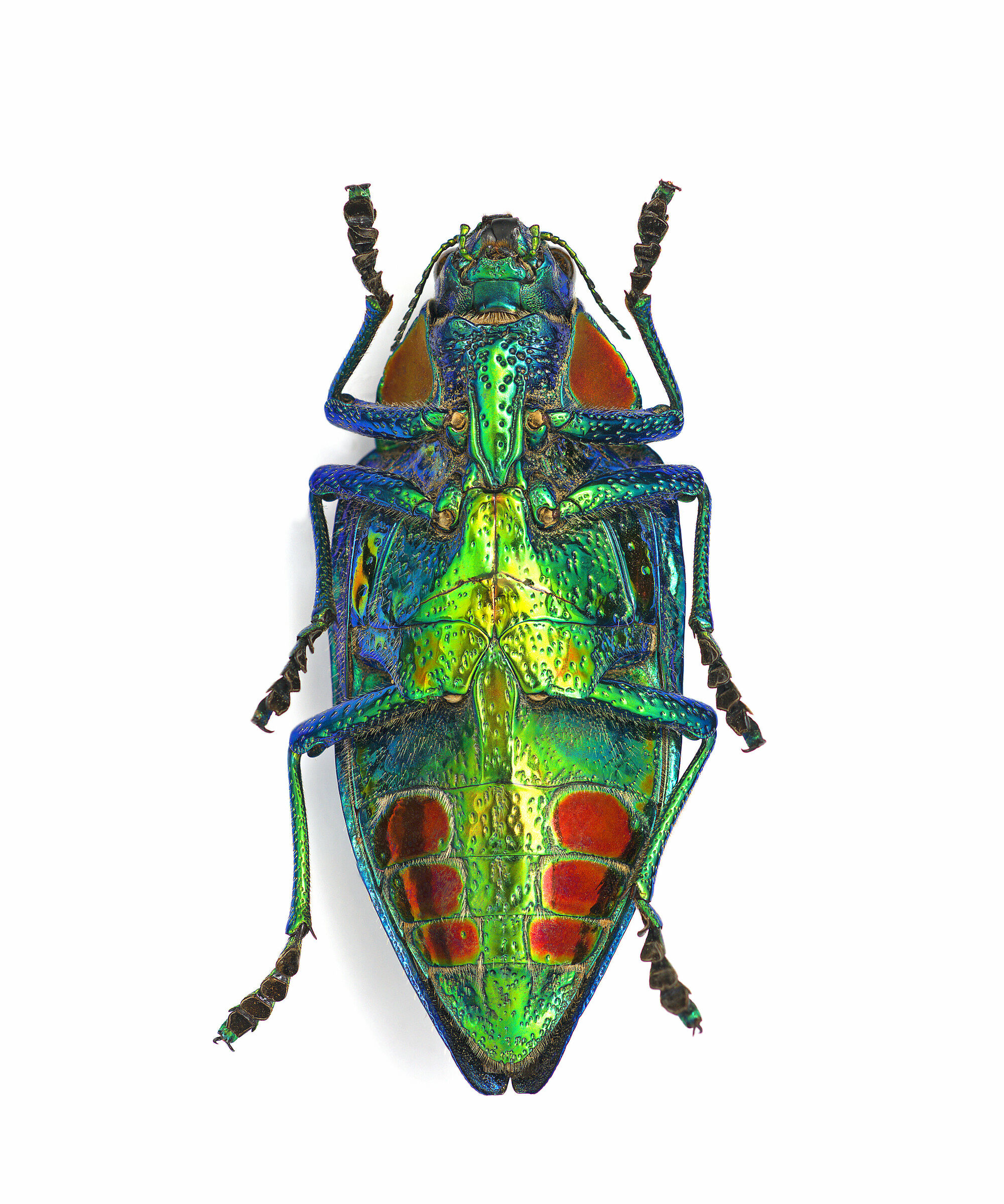 Polybothris sumptuosa gema