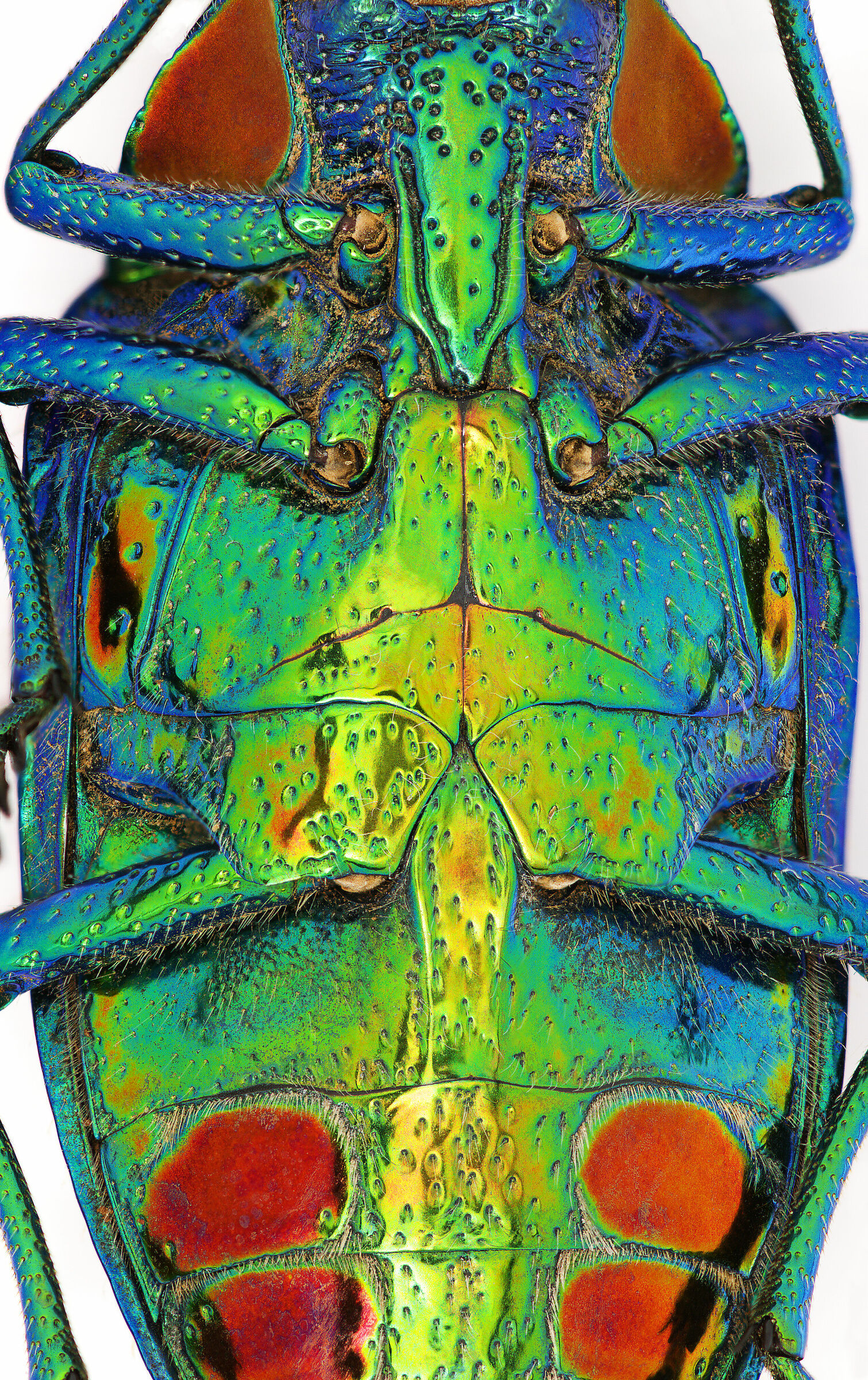 Polybothris sumptuosa gema