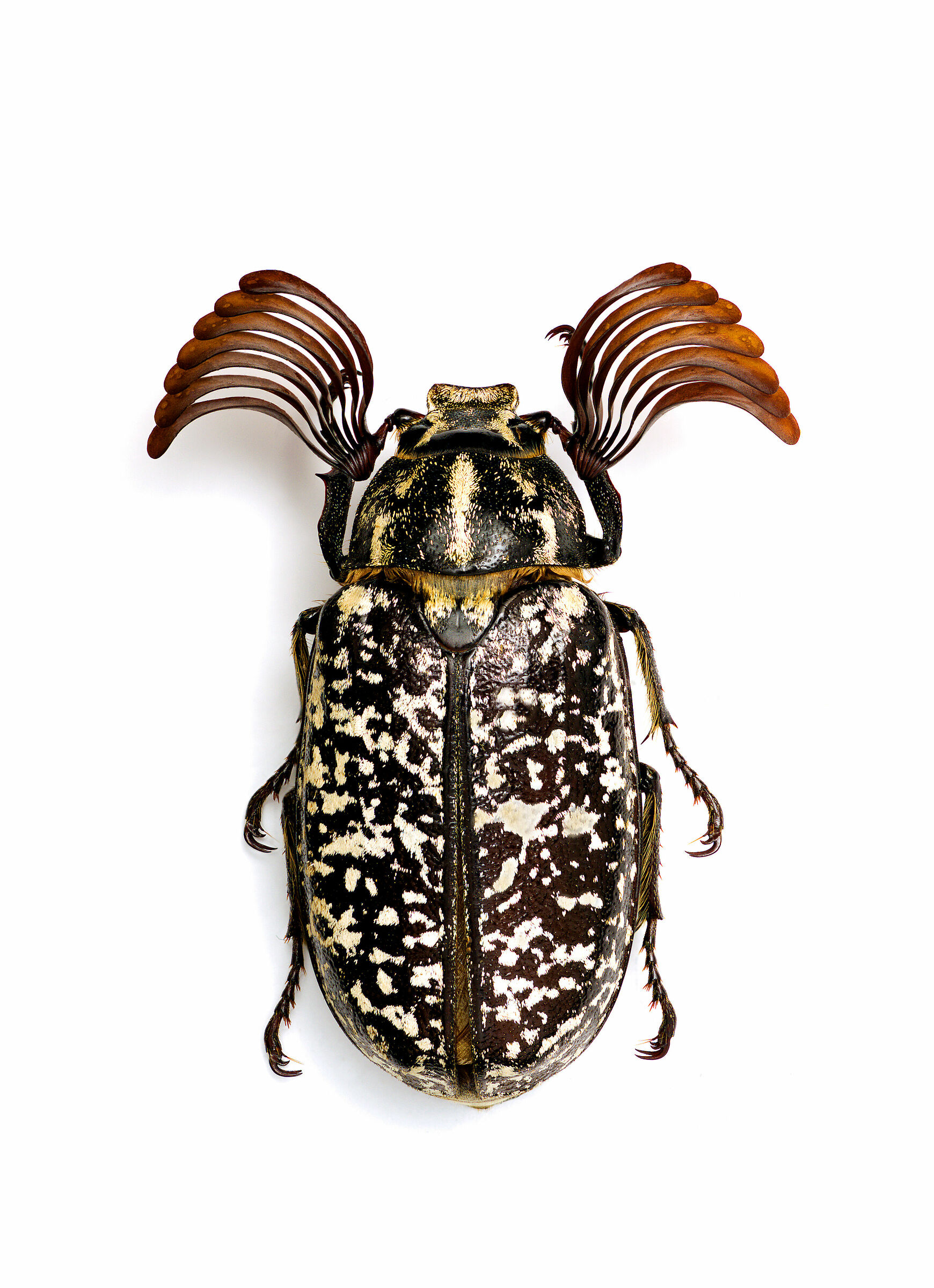 Polyphylla fullo male