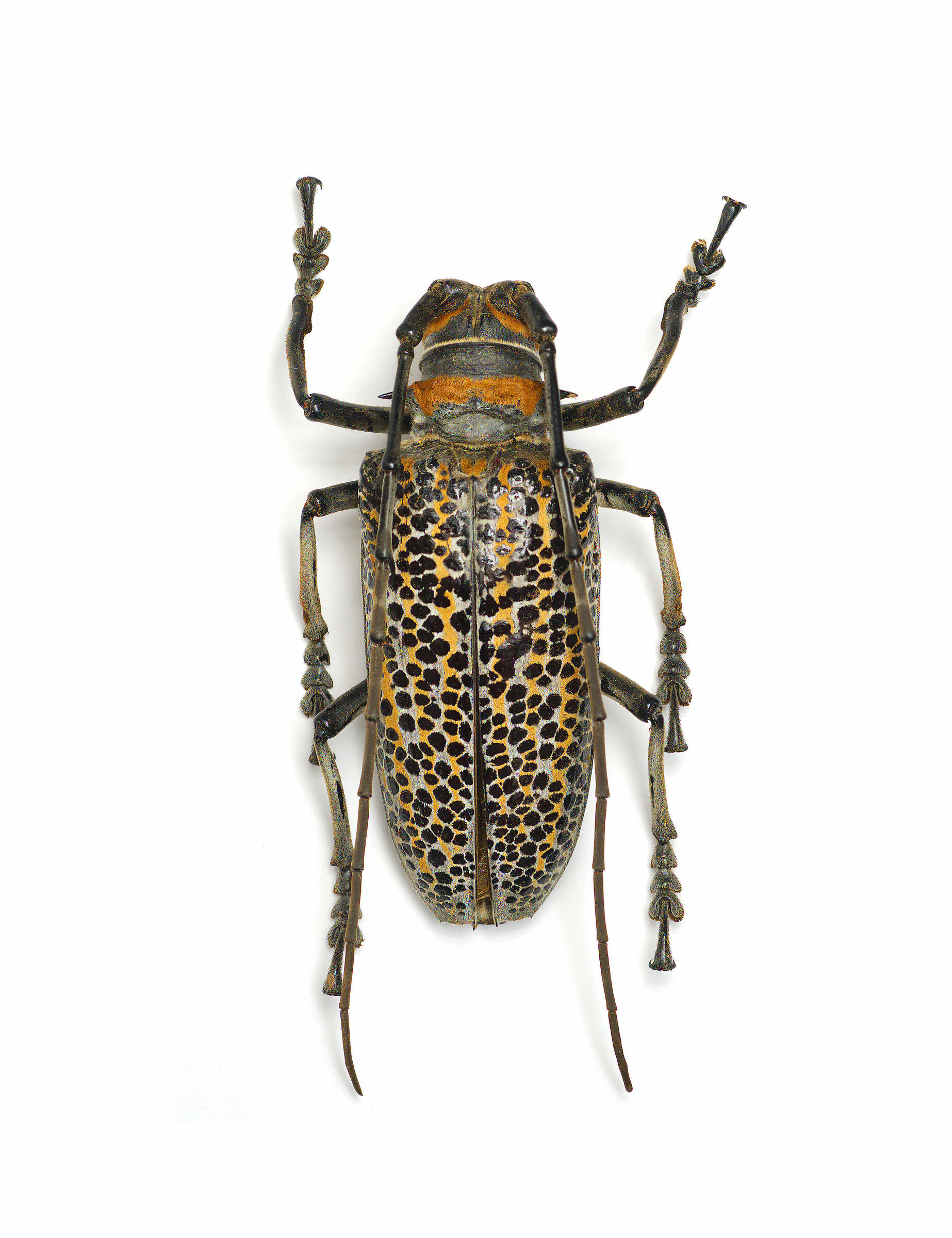 Rosembergia rufolineata