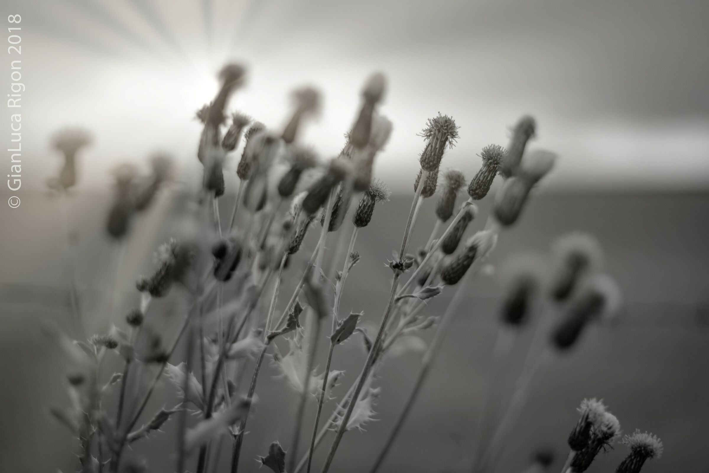 Black and white thistle flowers