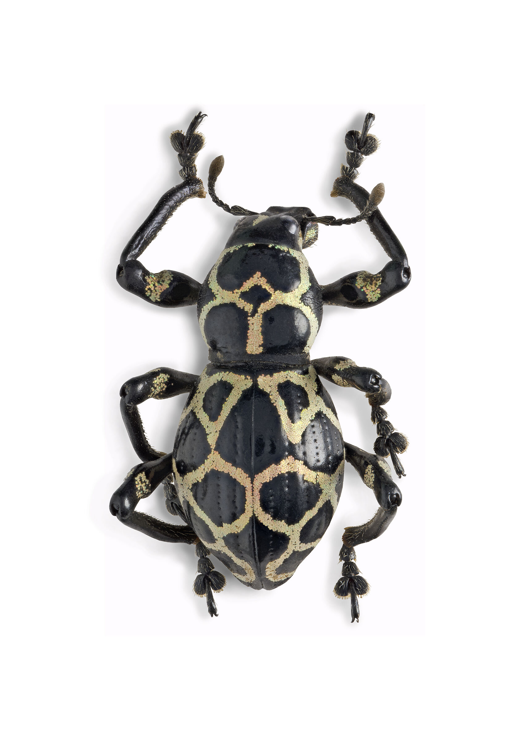 Pachyrrinchus reticulatus