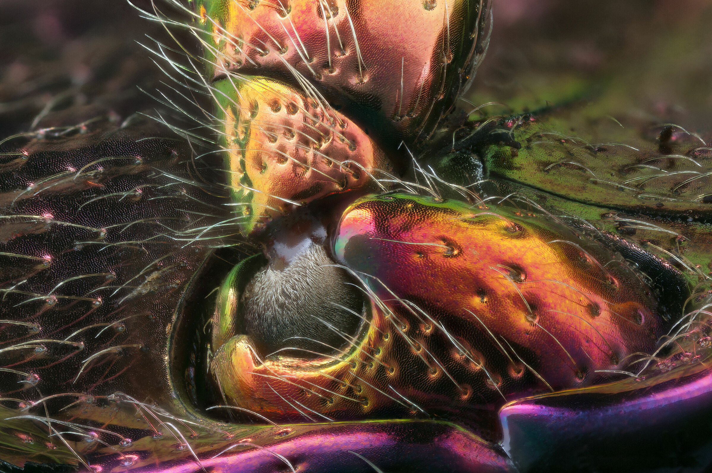 Polybothris quadricollis