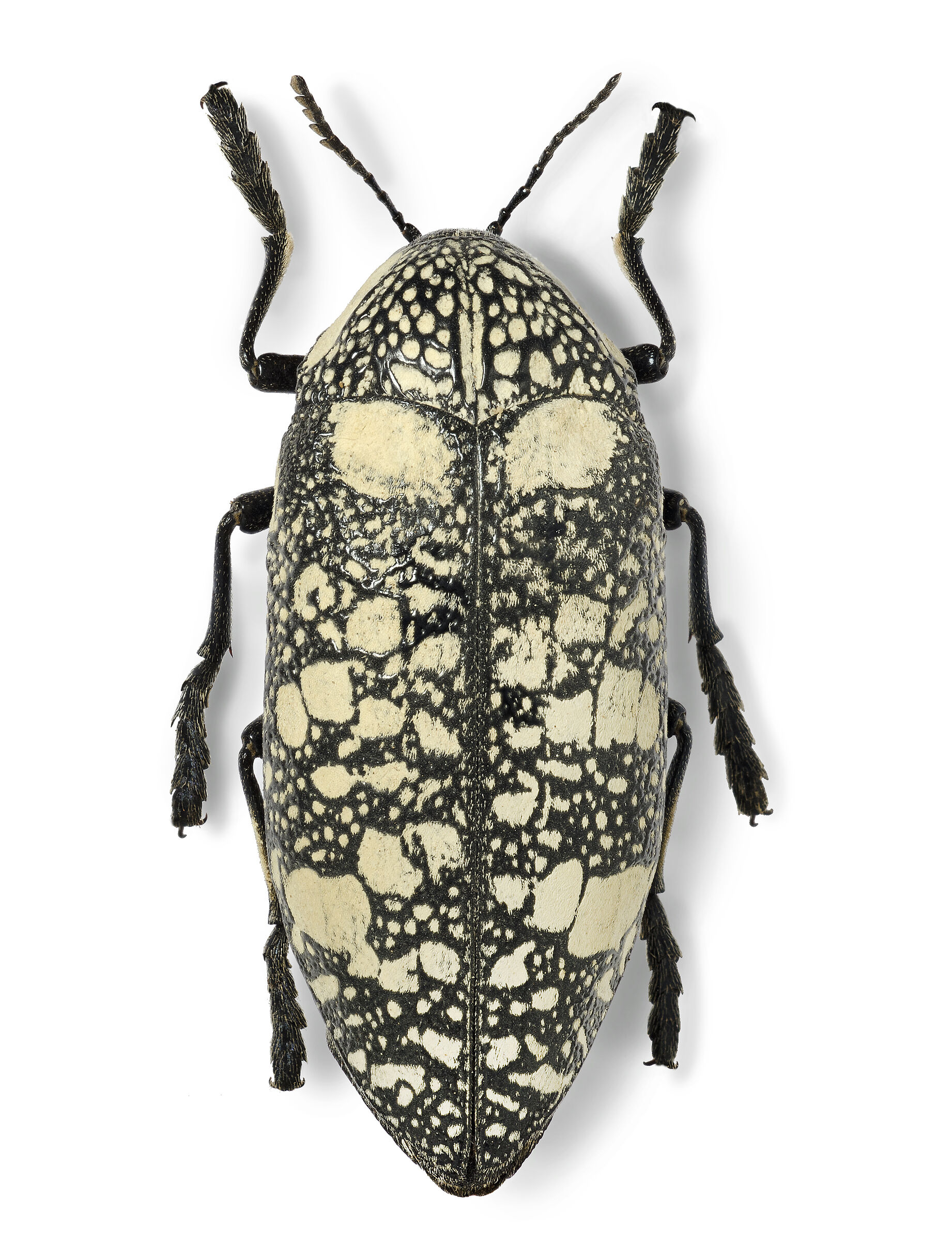 Polybothrys deyrollei