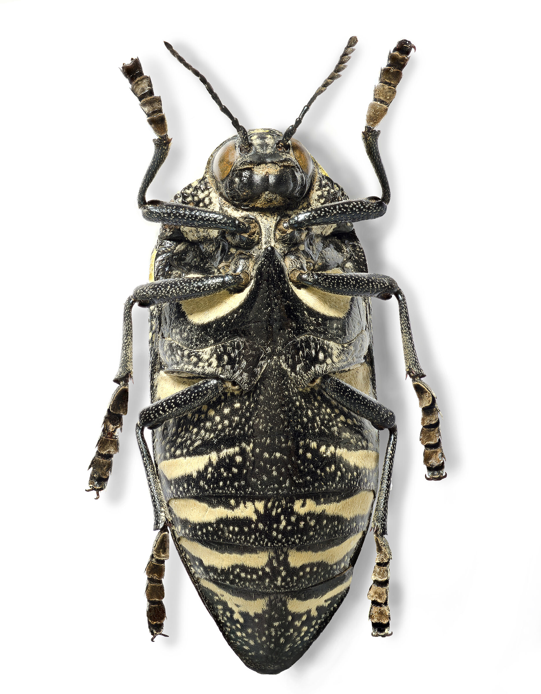 Polybothrys deyrollei