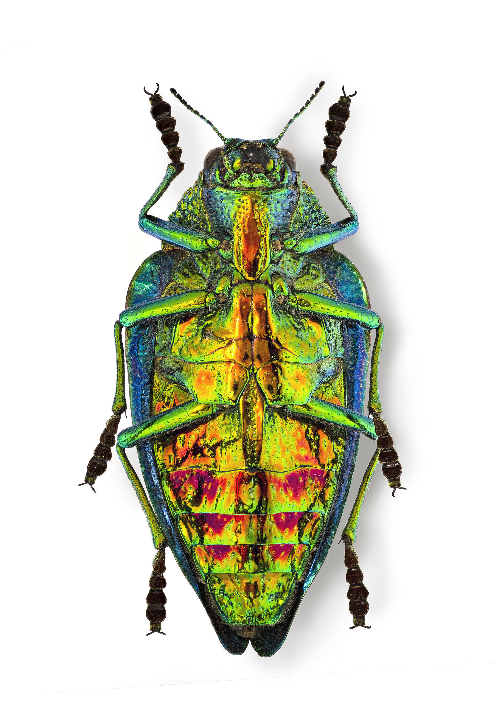 Polybothris deyrollei