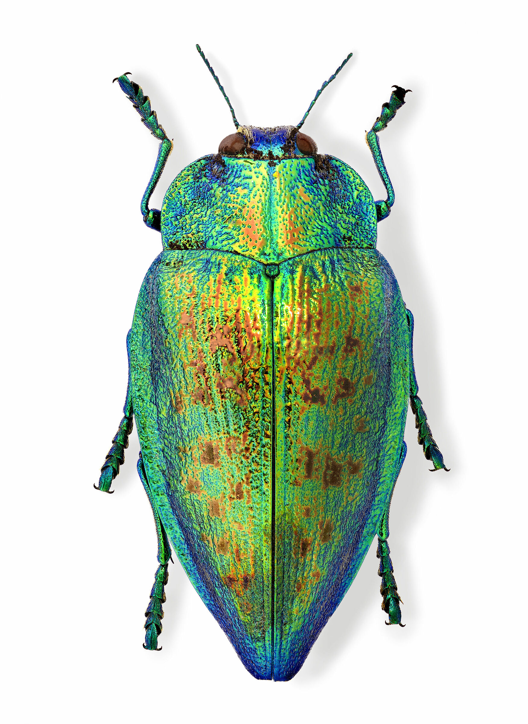 Polybothris deyrollei