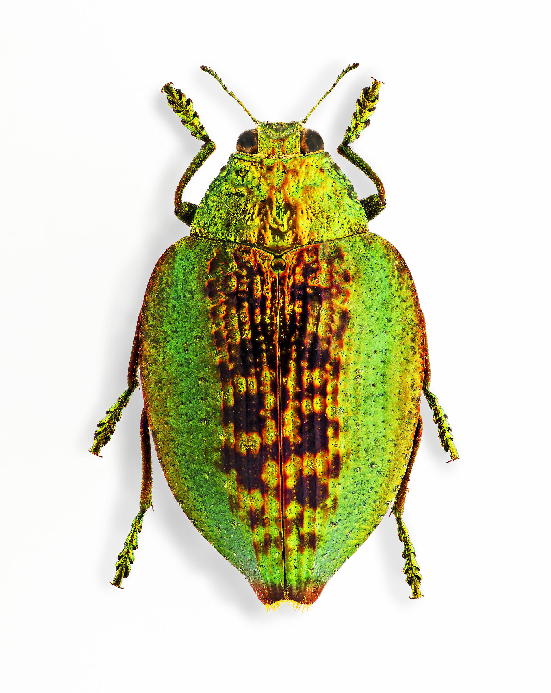 Polybothris blucheani