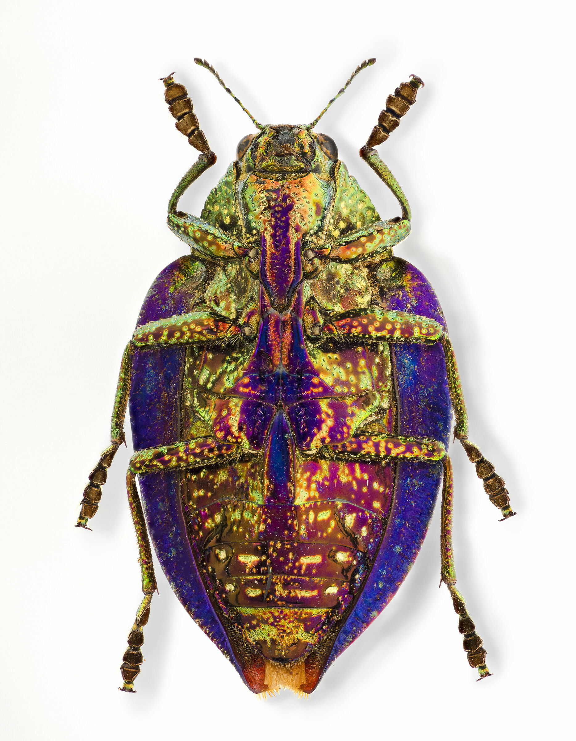 Polybothris blucheani