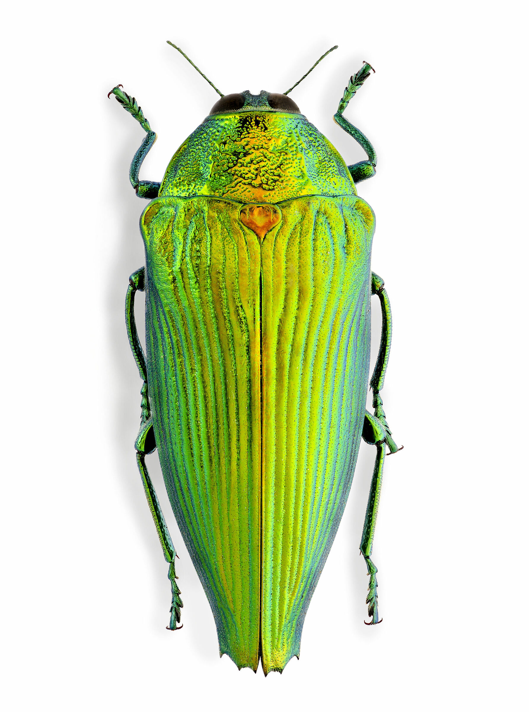 Cardiaspis mouhoti
