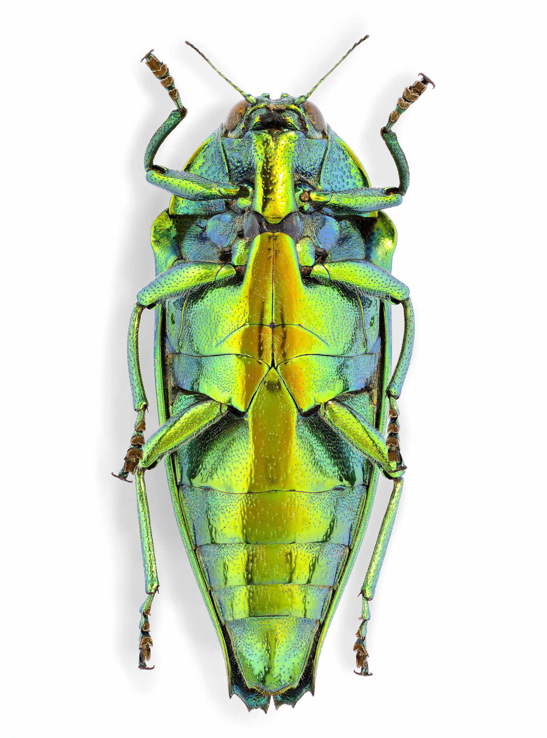 Cardiaspis mouhoti