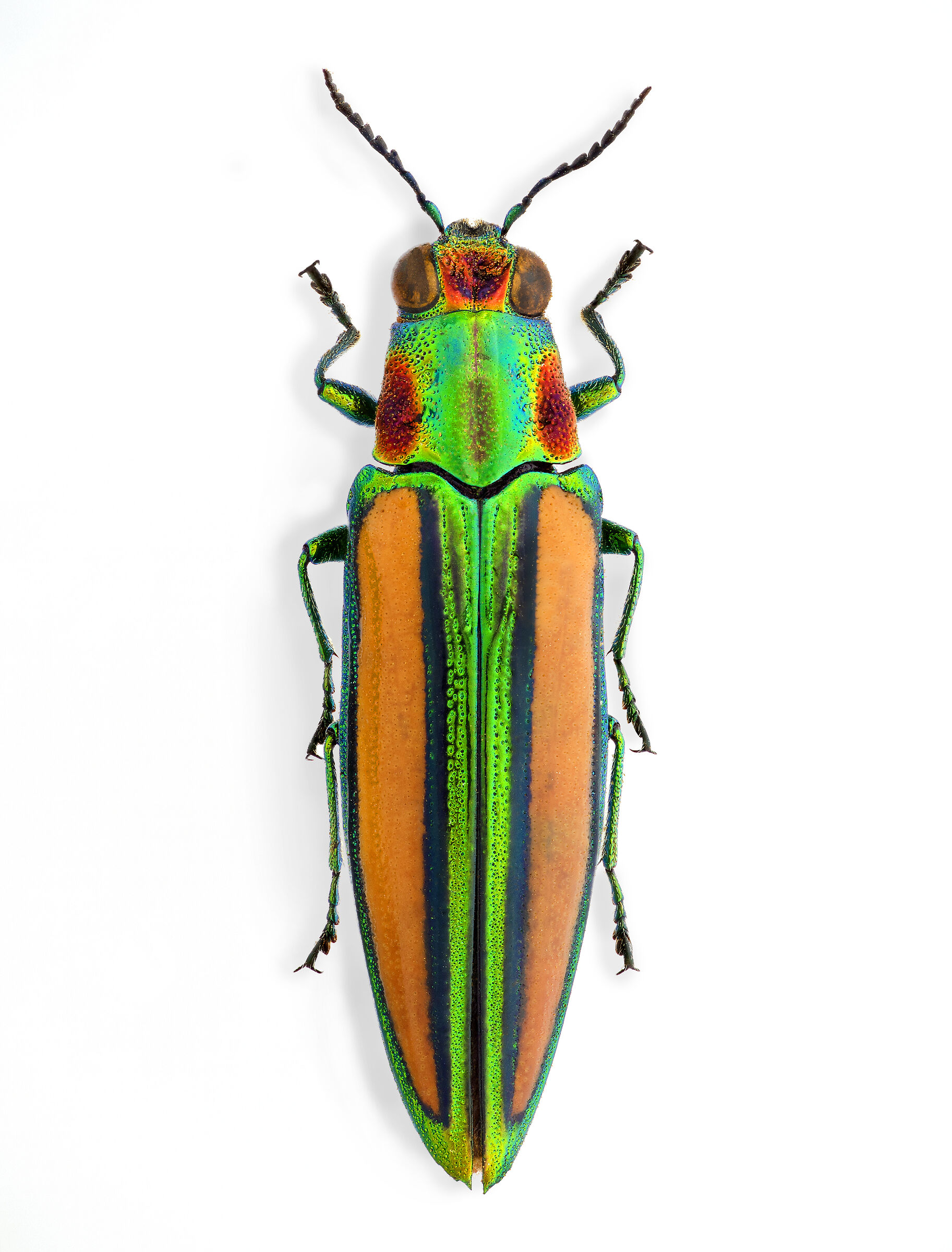 Afrochroa lepida